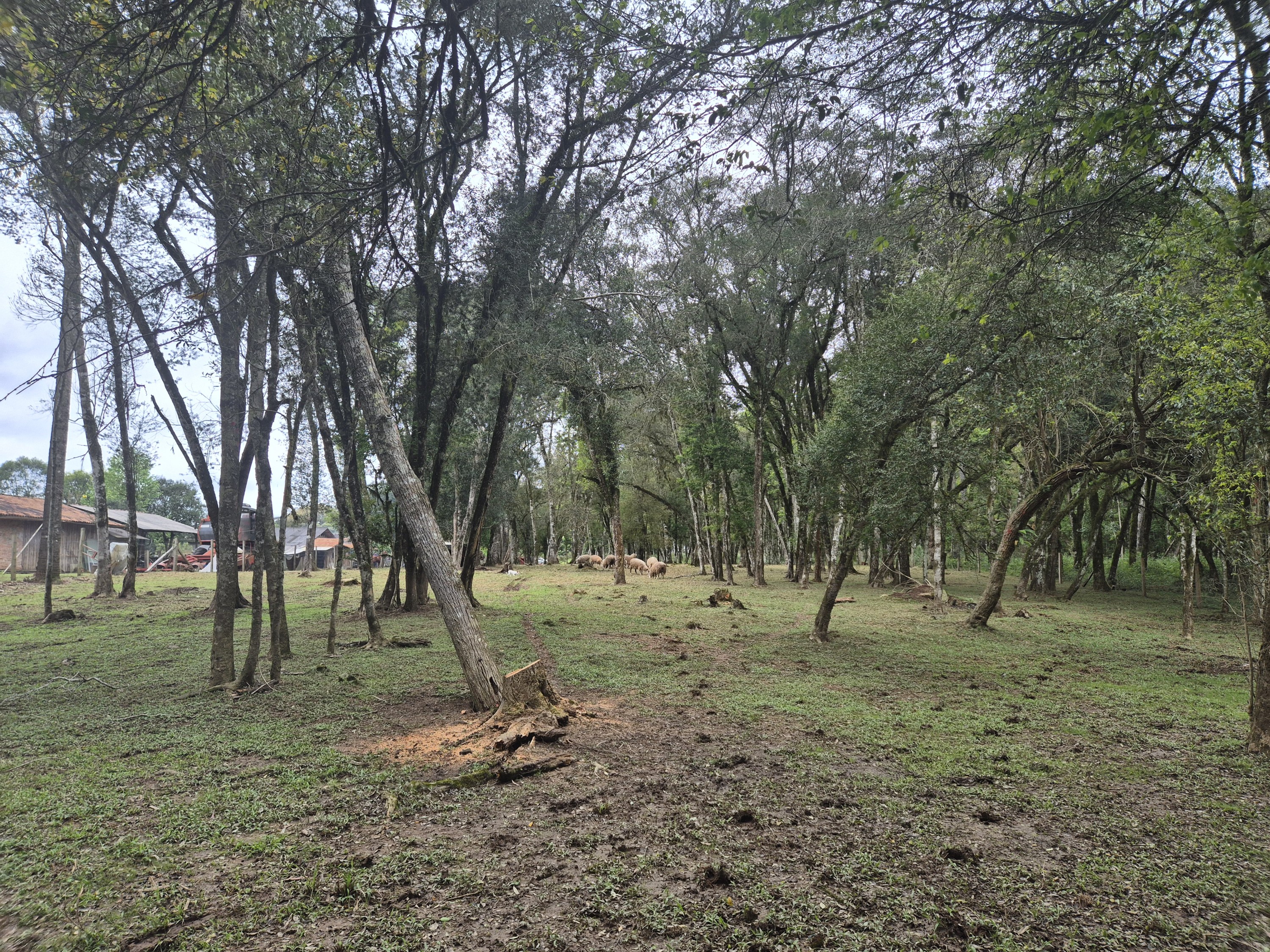 Imagem do A VENDA - Sítio com àrea de 33.423,43 m2 - Bairro Água Verde - Cercado e com água