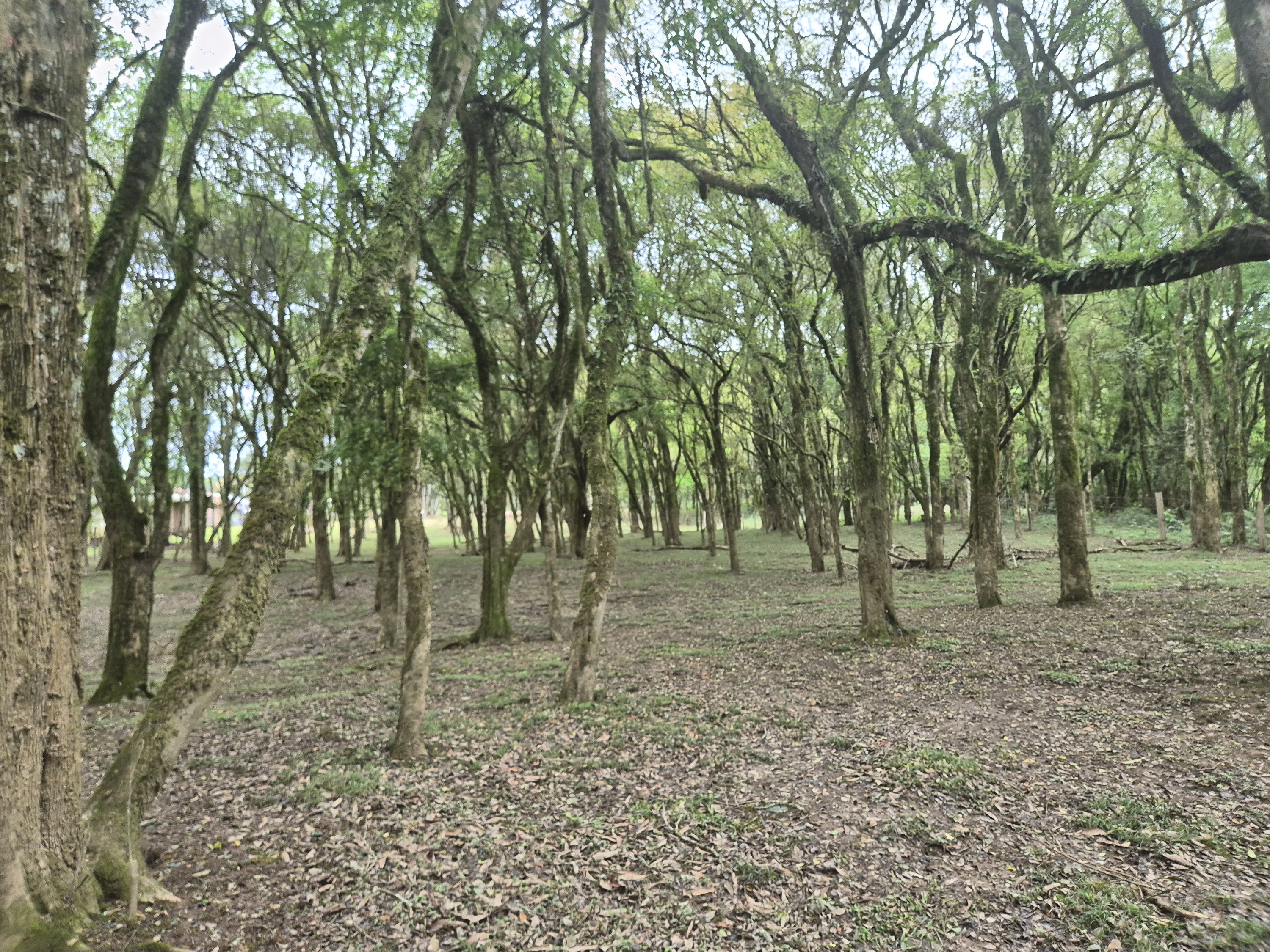 Imagem do A VENDA - Sítio com àrea de 33.423,43 m2 - Bairro Água Verde - Cercado e com água