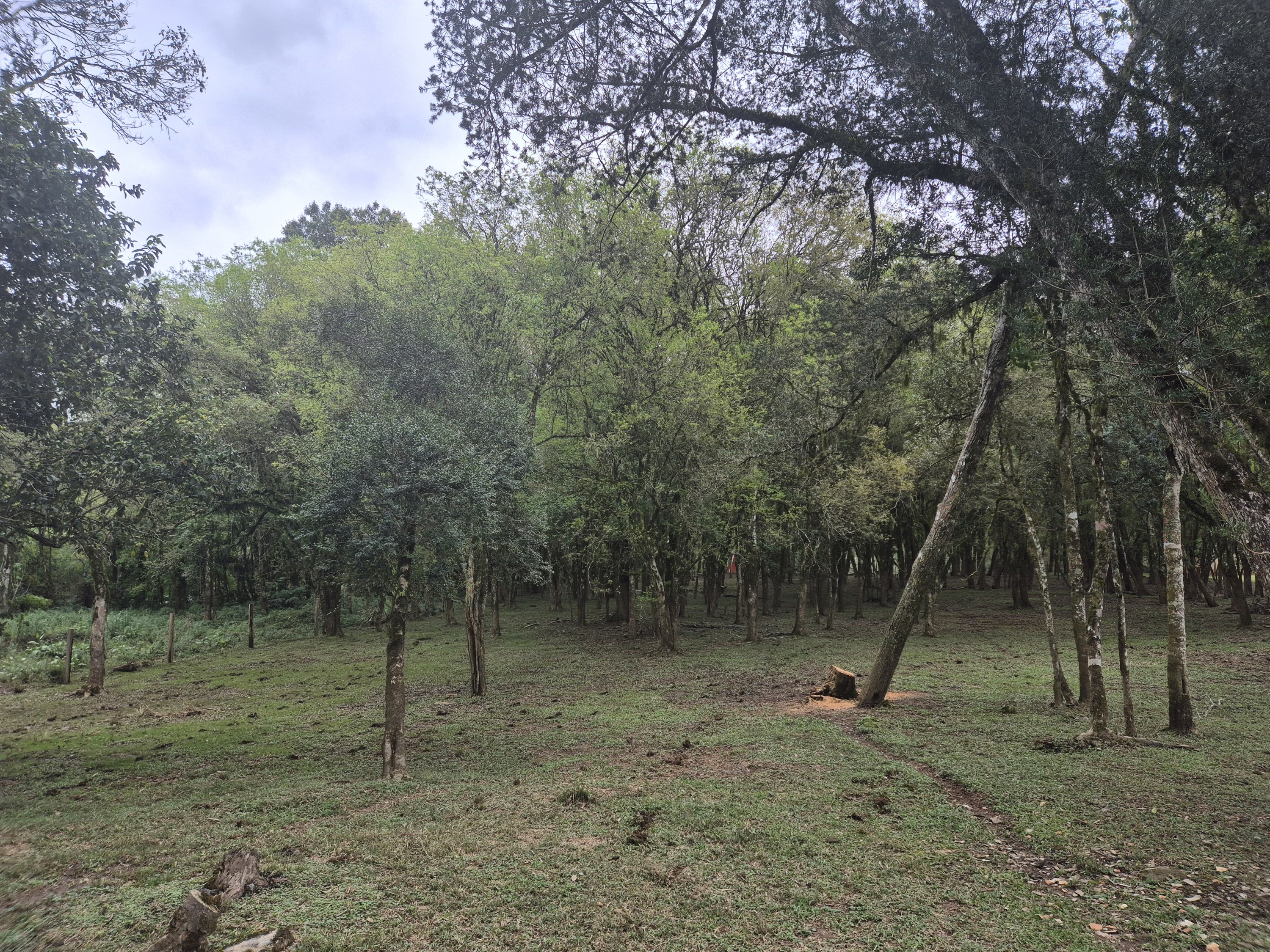 Imagem do A VENDA - Sítio com àrea de 33.423,43 m2 - Bairro Água Verde - Cercado e com água