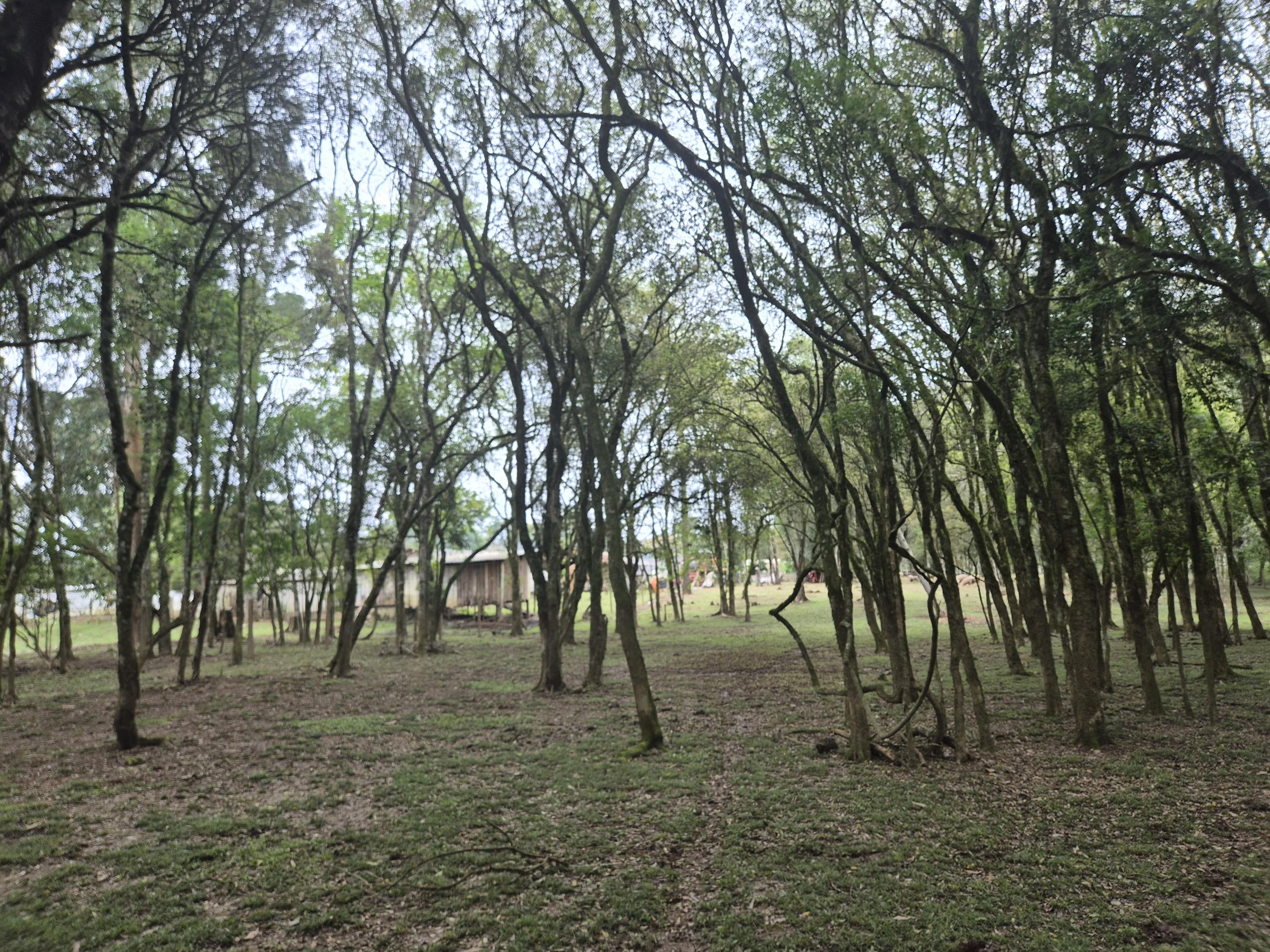 Imagem do A VENDA - Sítio com àrea de 33.423,43 m2 - Bairro Água Verde - Cercado e com água
