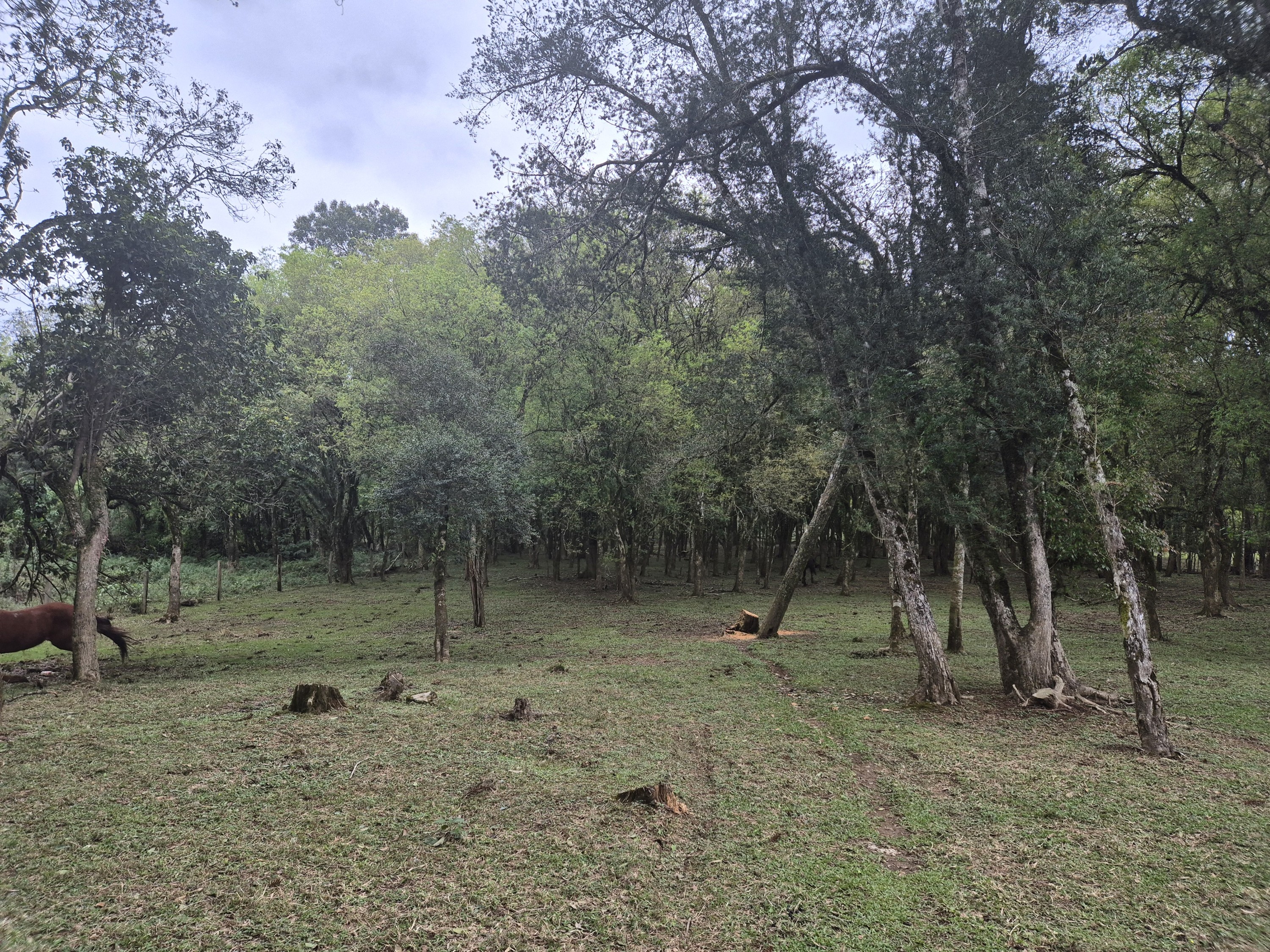 Imagem do A VENDA - Sítio com àrea de 33.423,43 m2 - Bairro Água Verde - Cercado e com água