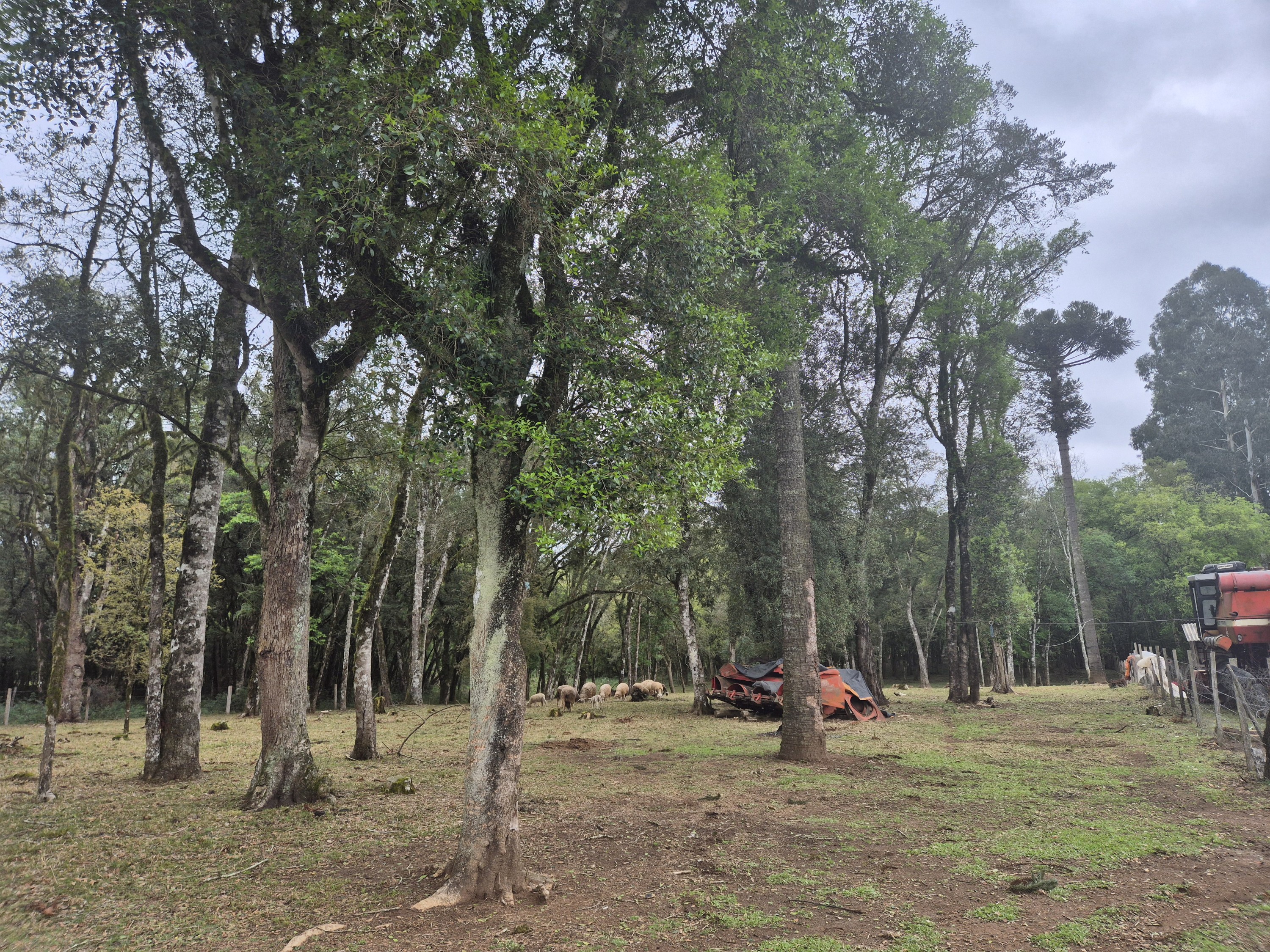Imagem do A VENDA - Sítio com àrea de 33.423,43 m2 - Bairro Água Verde - Cercado e com água