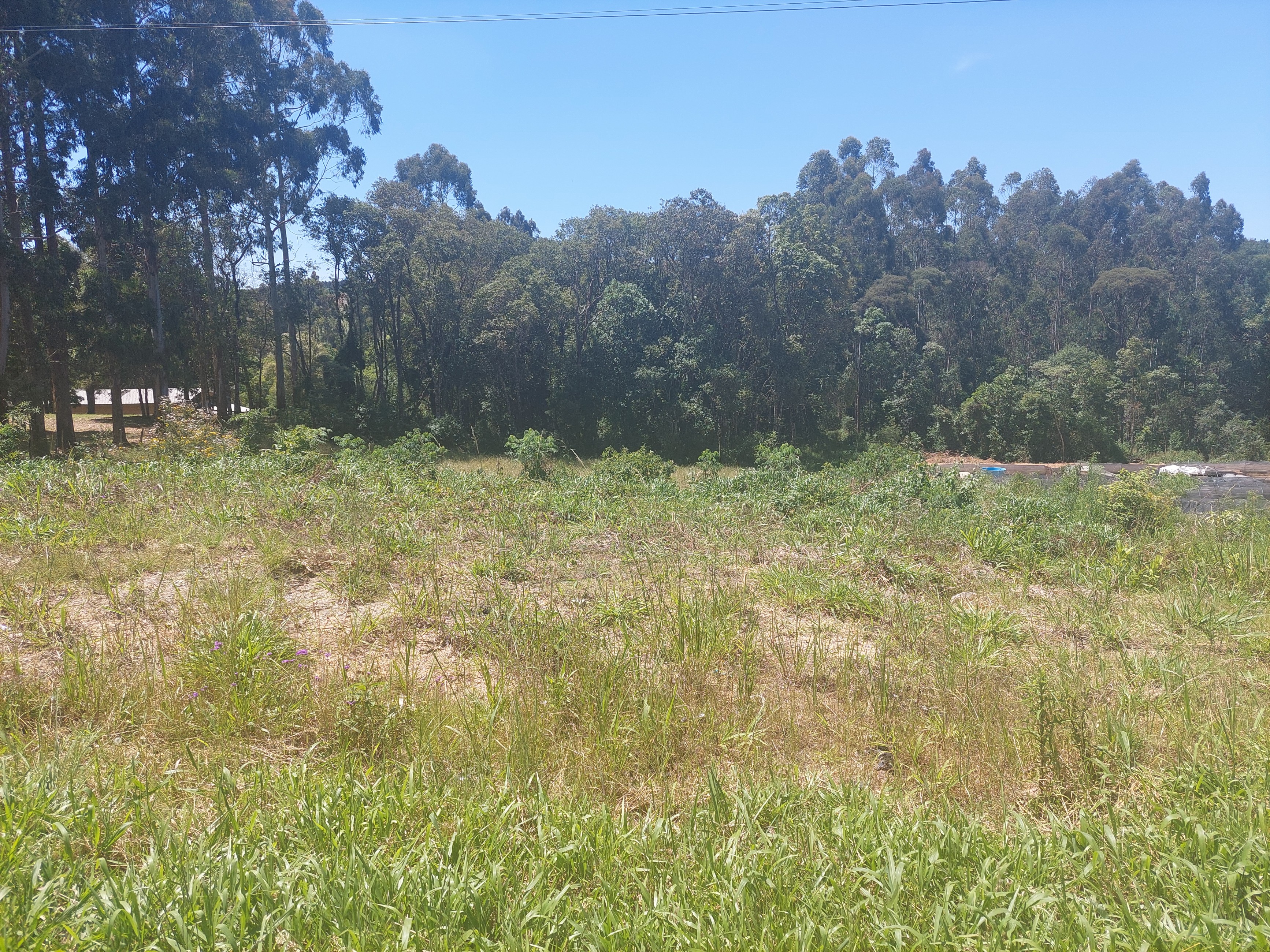 Imagem do Terreno Urbano com 10.300 m2 - 60 metros de Frente para BR 280