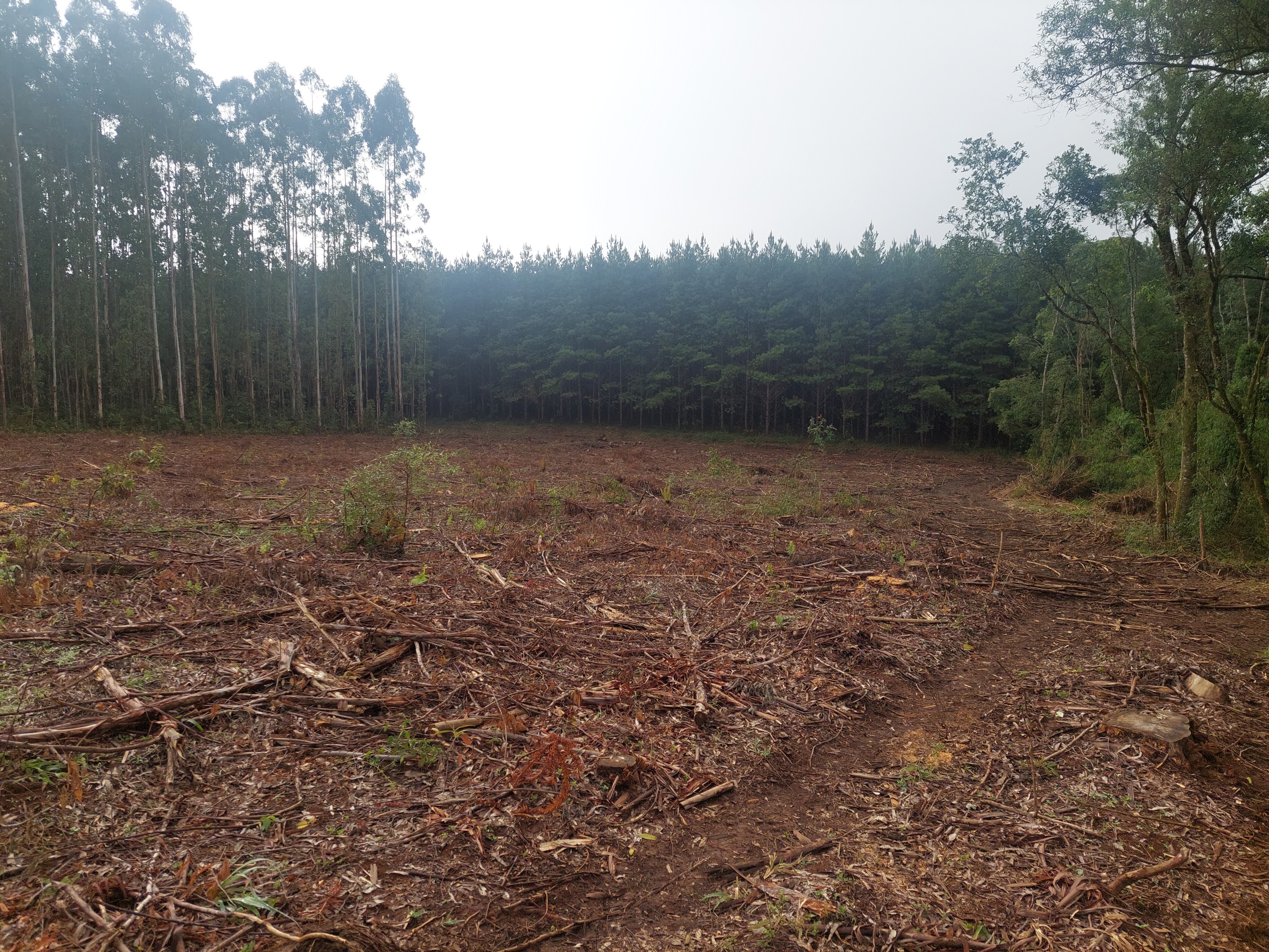 Imagem doTerreno Rural em Três Barras  a 3 km da SC 120.com 38.000 m2 - Reflorestar ou Plantar