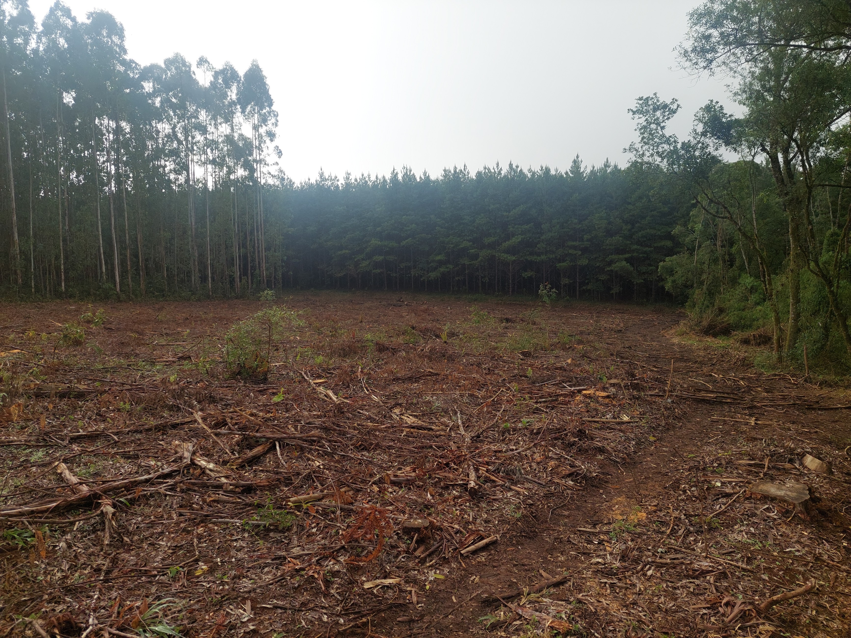 Imagem doTerreno Rural em Três Barras  a 3 km da SC 120.com 38.000 m2 - Reflorestar ou Plantar