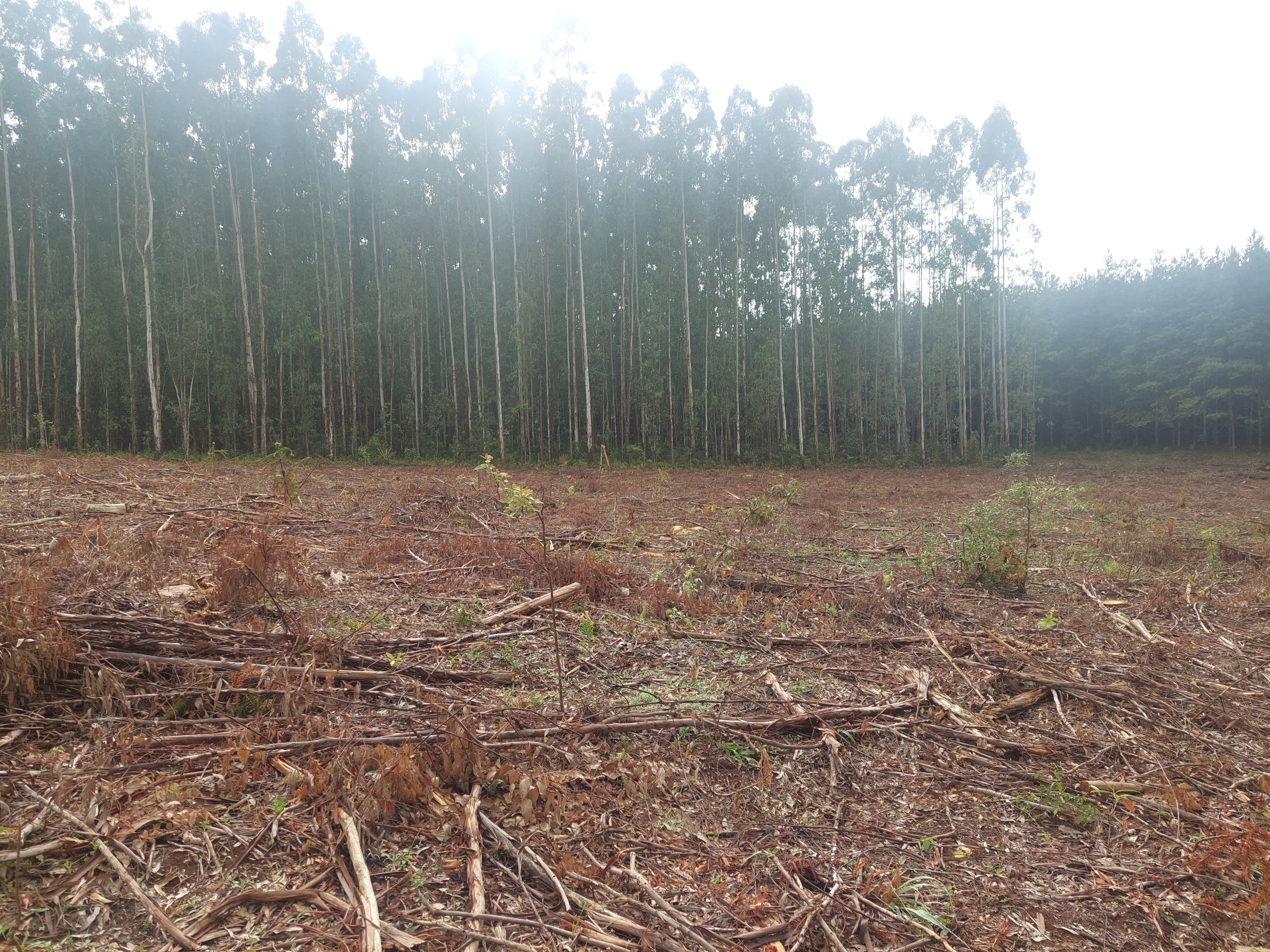 Imagem doTerreno Rural em Três Barras  a 3 km da SC 120.com 38.000 m2 - Reflorestar ou Plantar