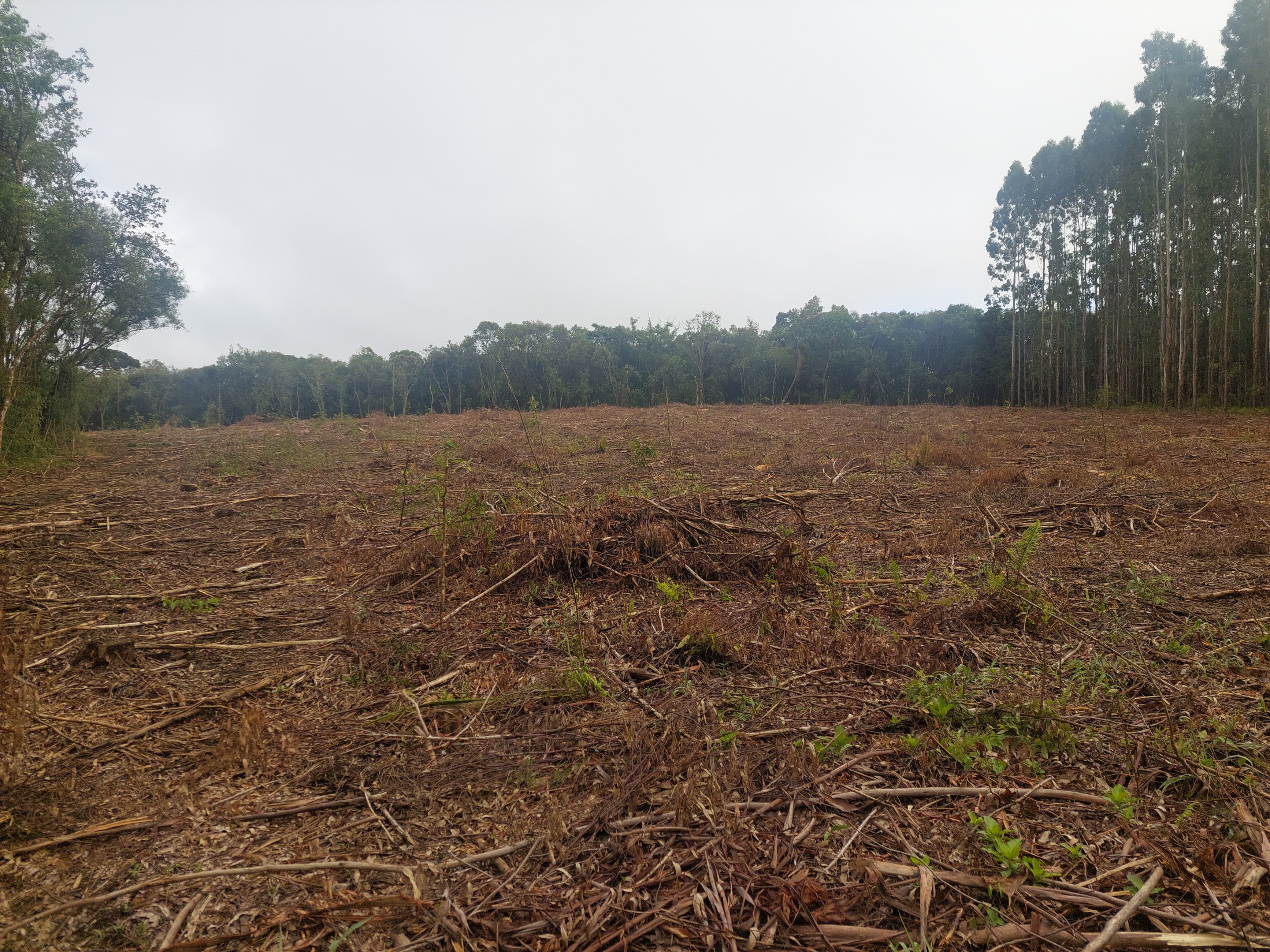 Imagem doTerreno Rural em Três Barras  a 3 km da SC 120.com 38.000 m2 - Reflorestar ou Plantar