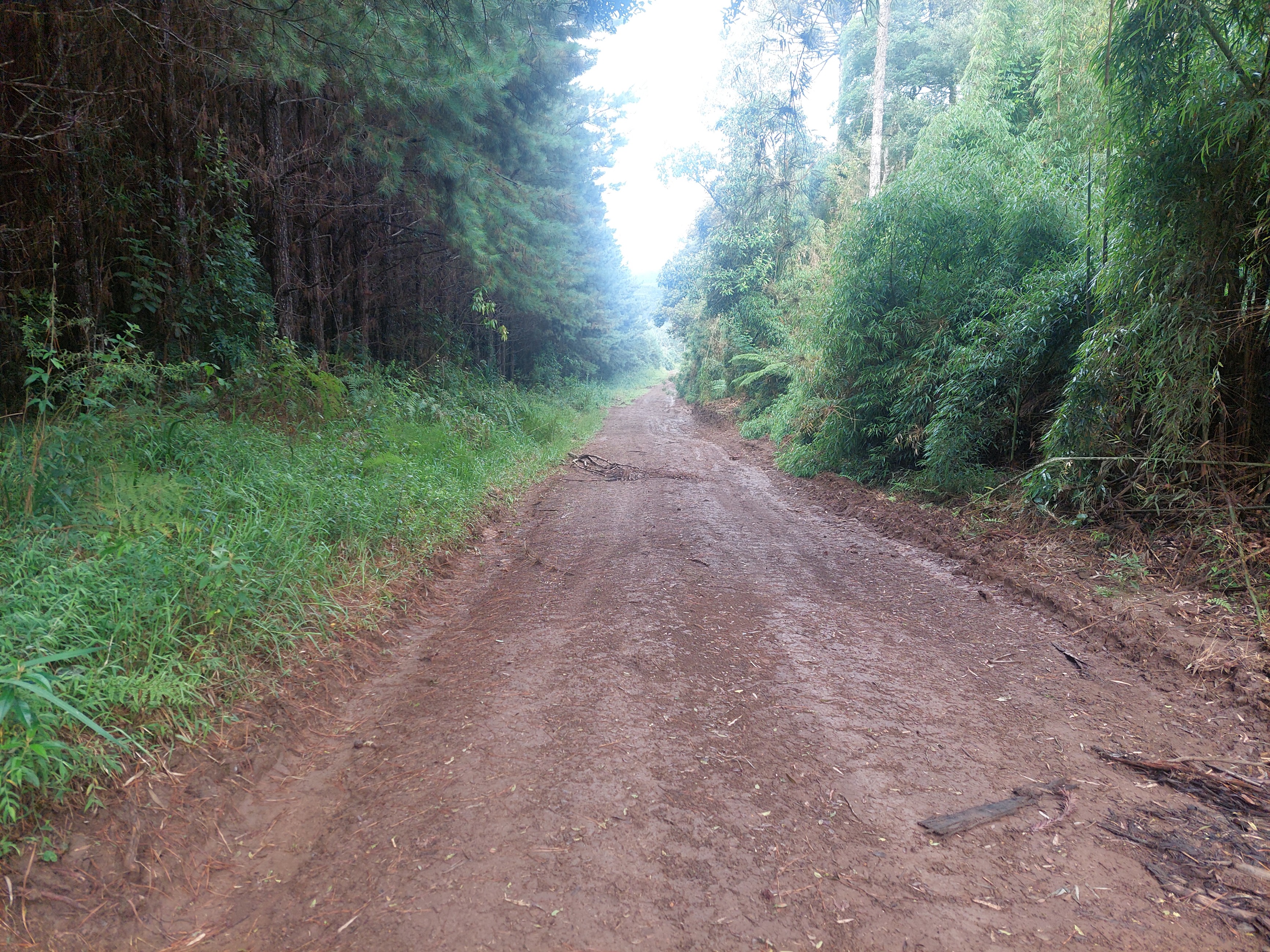 Imagem doTerreno Rural em Três Barras  a 3 km da SC 120.com 38.000 m2 - Reflorestar ou Plantar