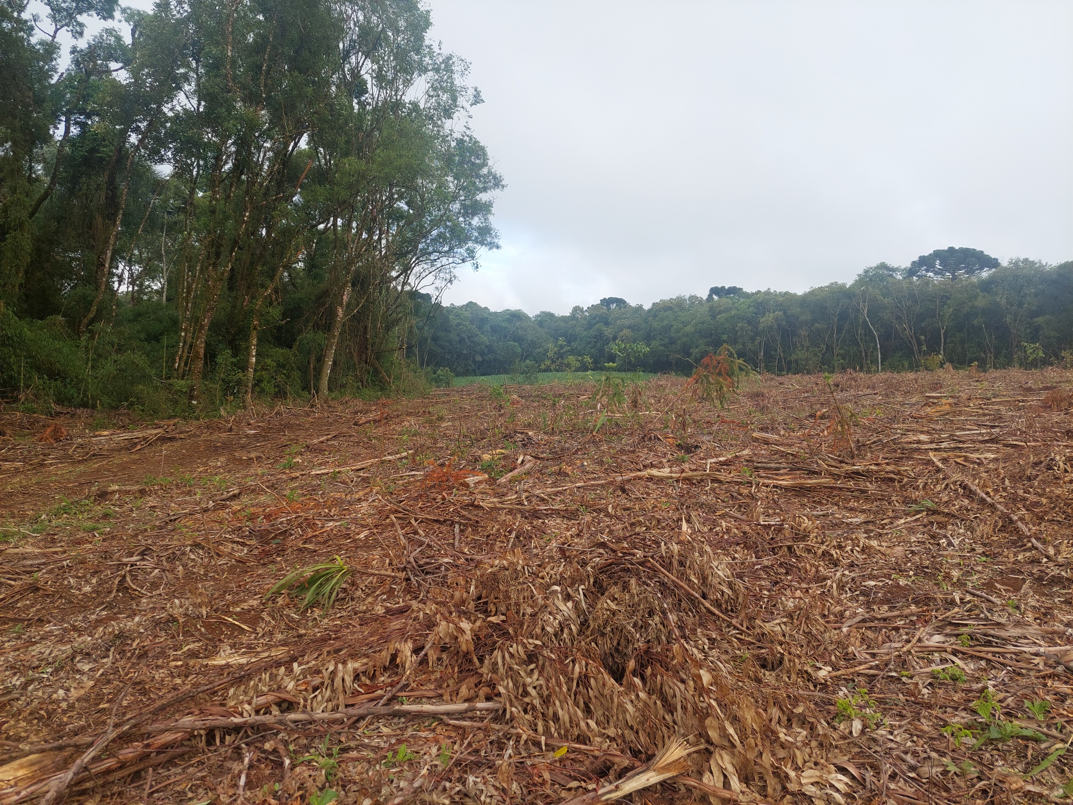 Imagem doTerreno Rural em Três Barras  a 3 km da SC 120.com 38.000 m2 - Reflorestar ou Plantar