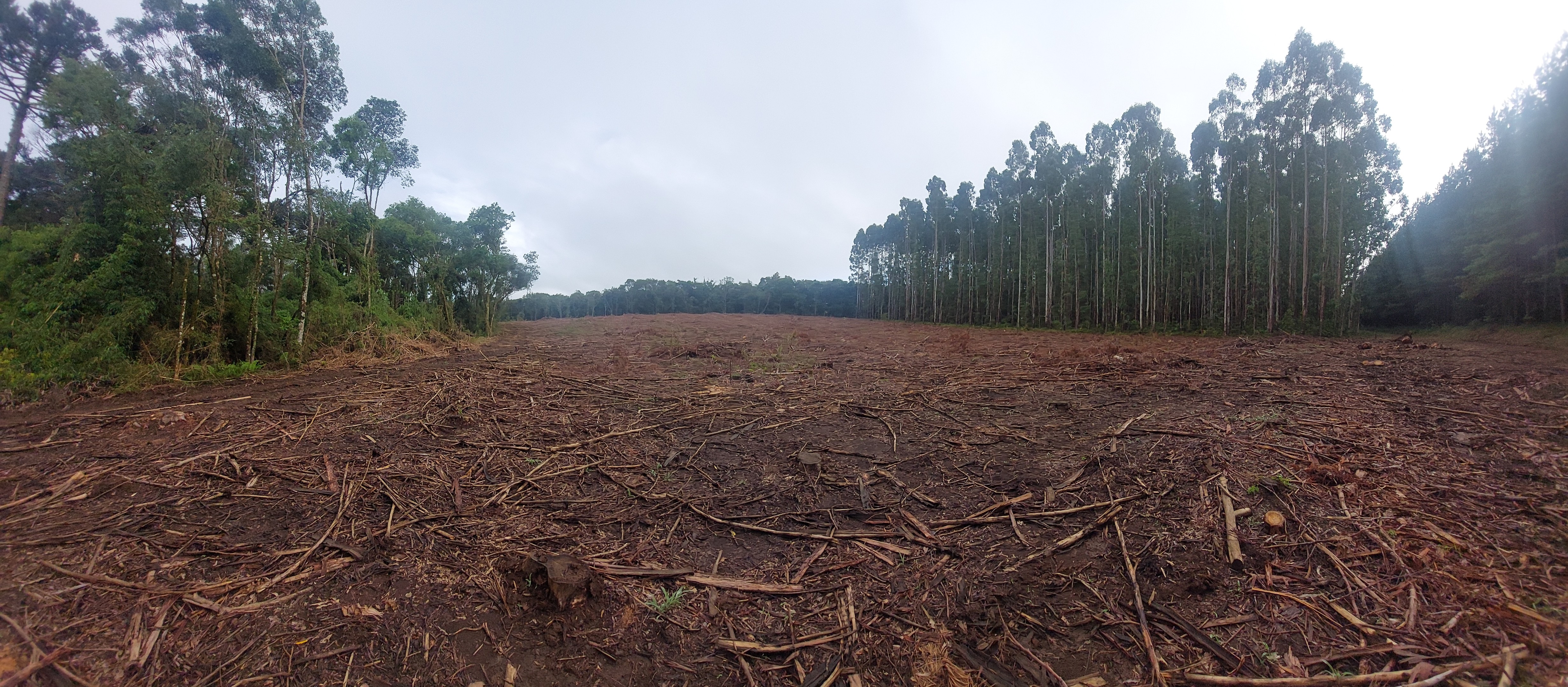 Imagem doTerreno Rural em Três Barras  a 3 km da SC 120.com 38.000 m2 - Reflorestar ou Plantar