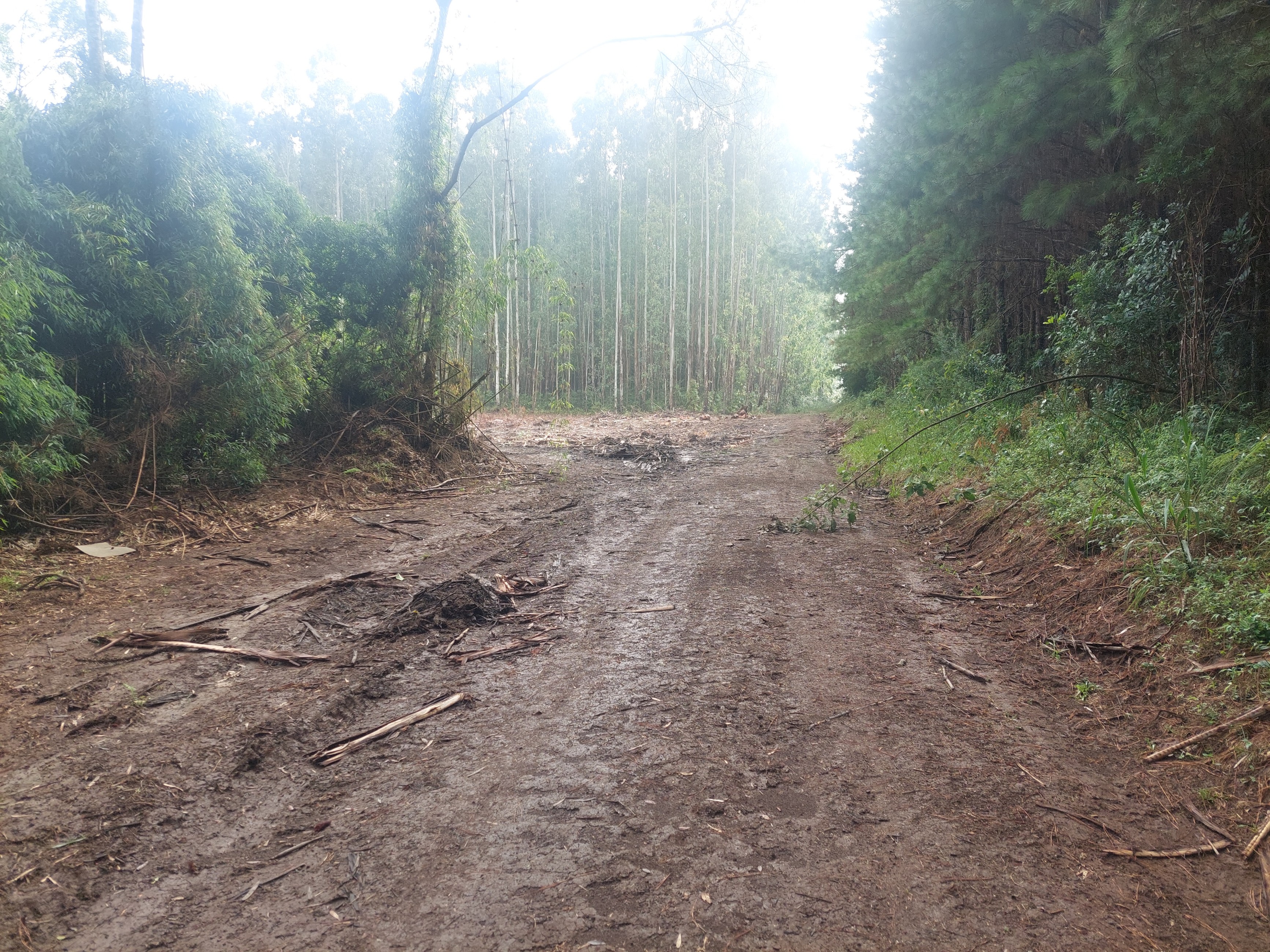 Imagem doTerreno Rural em Três Barras  a 3 km da SC 120.com 38.000 m2 - Reflorestar ou Plantar