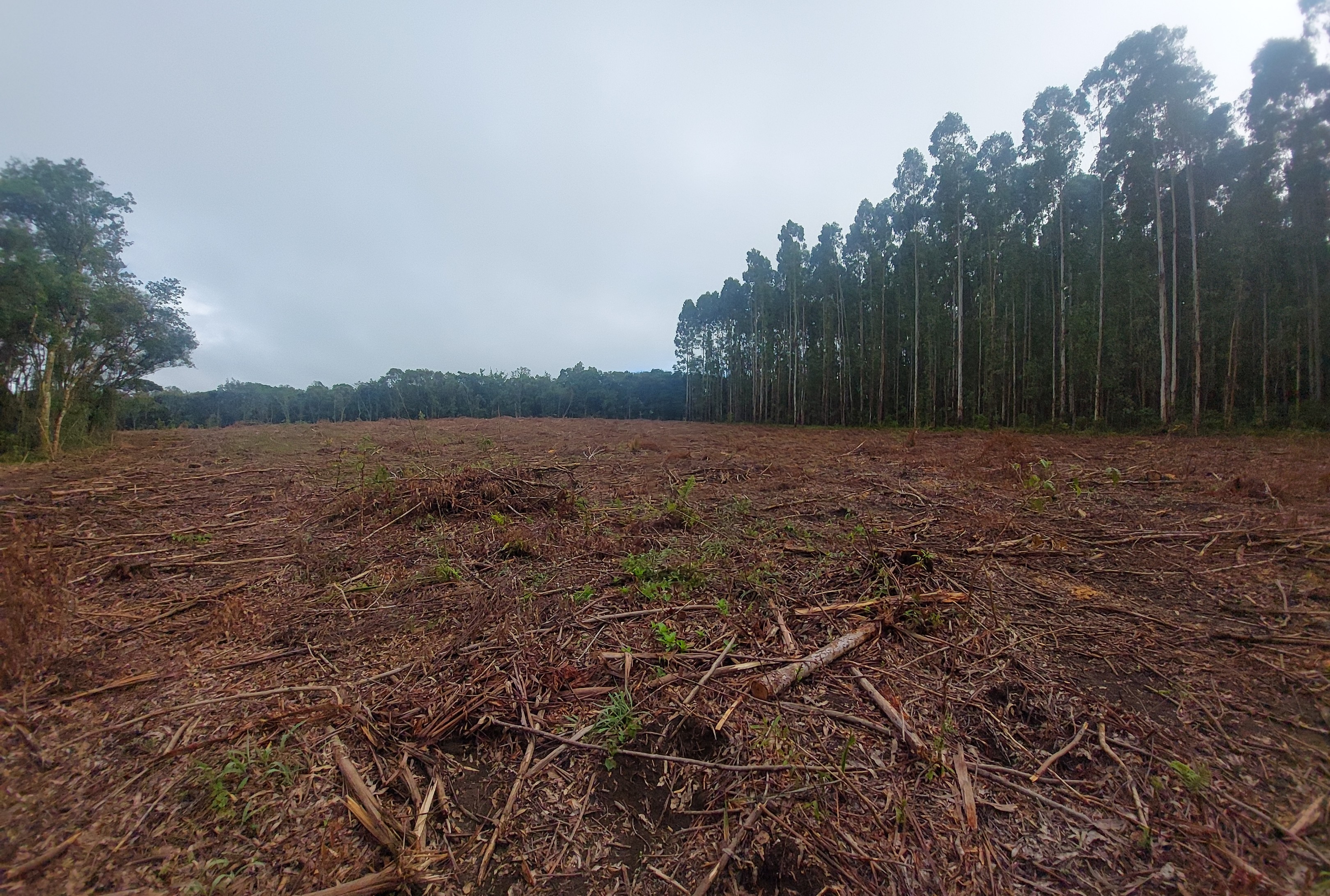 Imagem doTerreno Rural em Três Barras  a 3 km da SC 120.com 38.000 m2 - Reflorestar ou Plantar