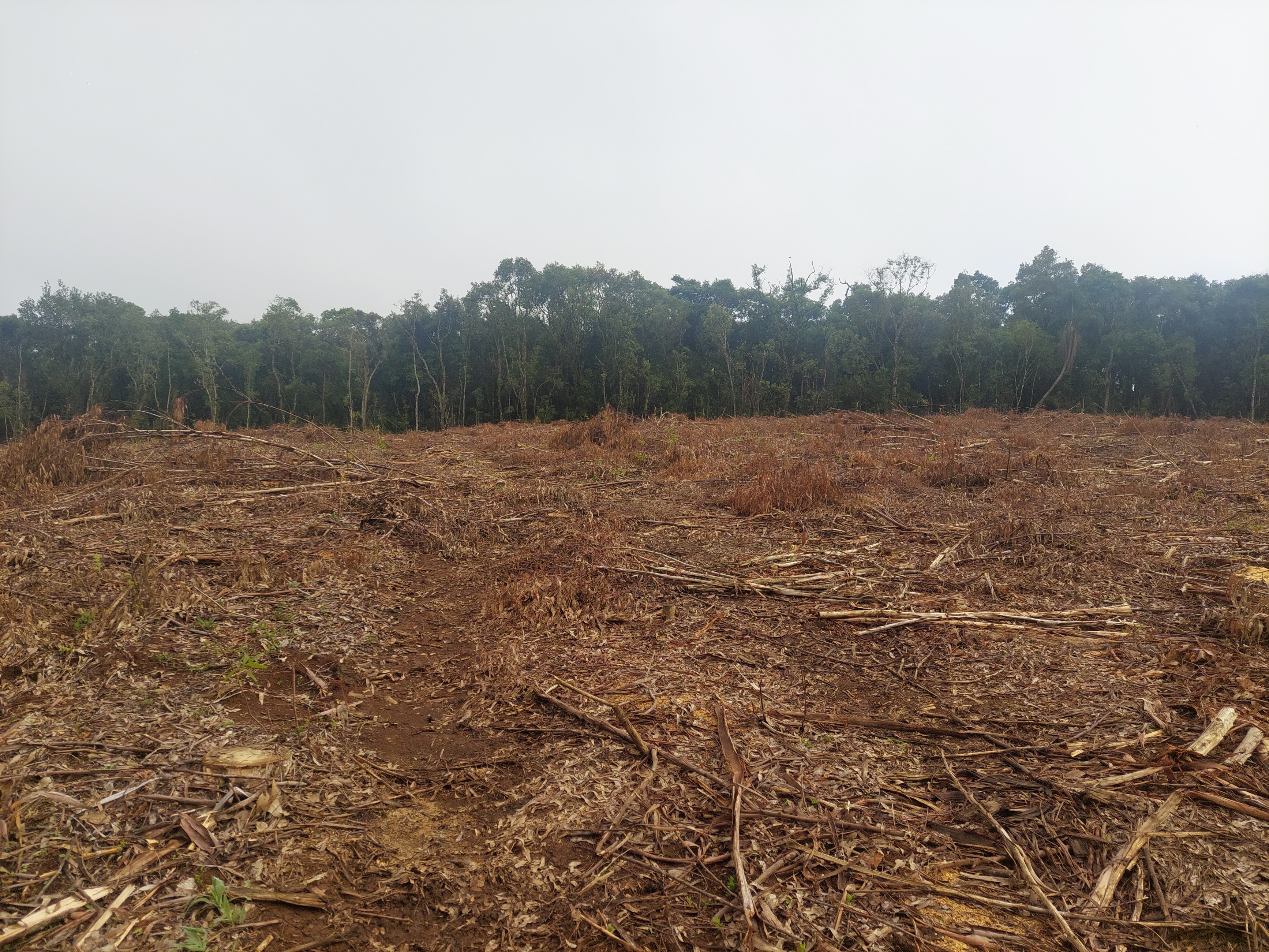 Imagem doTerreno Rural em Três Barras  a 3 km da SC 120.com 38.000 m2 - Reflorestar ou Plantar