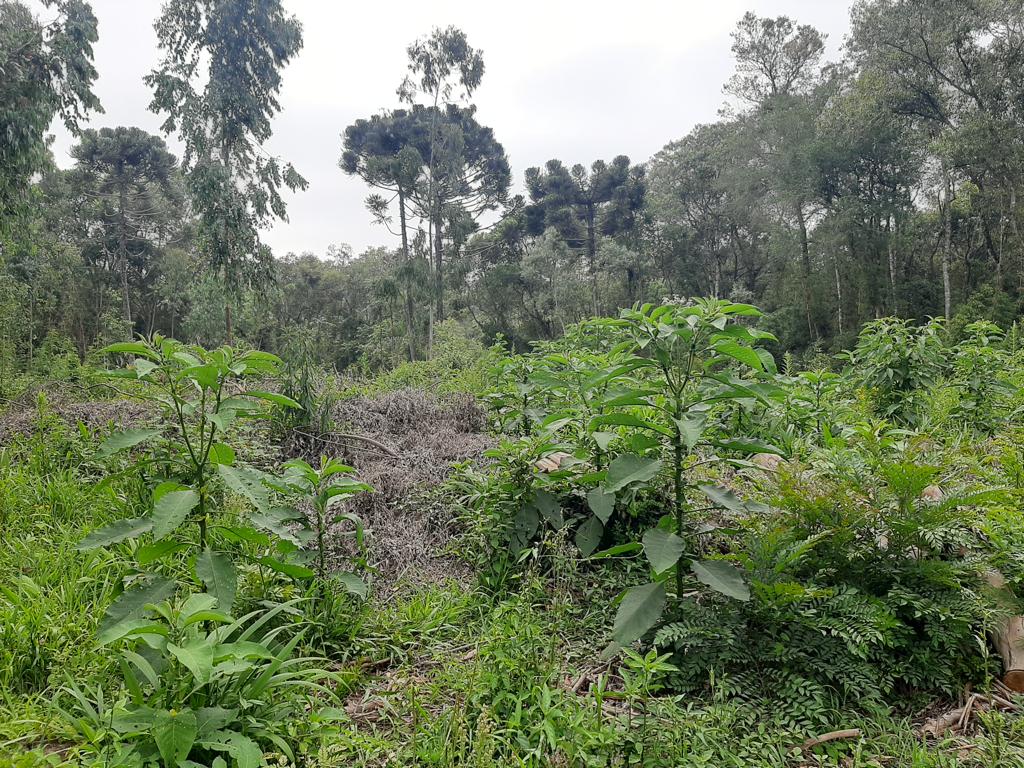 Imagem doTerreno Rural com 17 alqueires, sendo 5 limpos e 2 com possibilidade de abertura legalmente