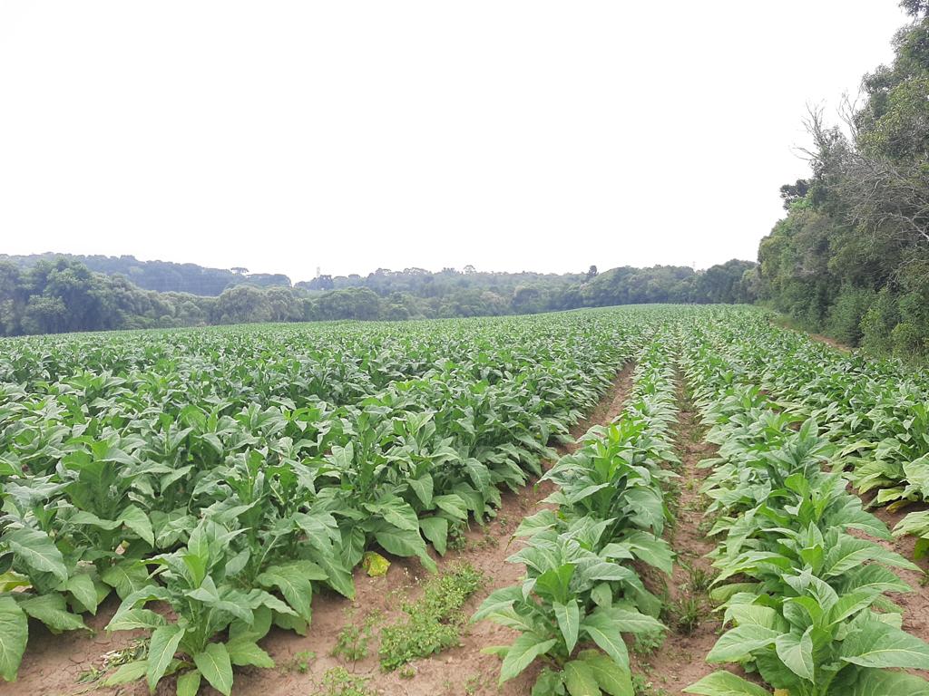 Imagem doTerreno Rural com 17 alqueires, sendo 5 limpos e 2 com possibilidade de abertura legalmente