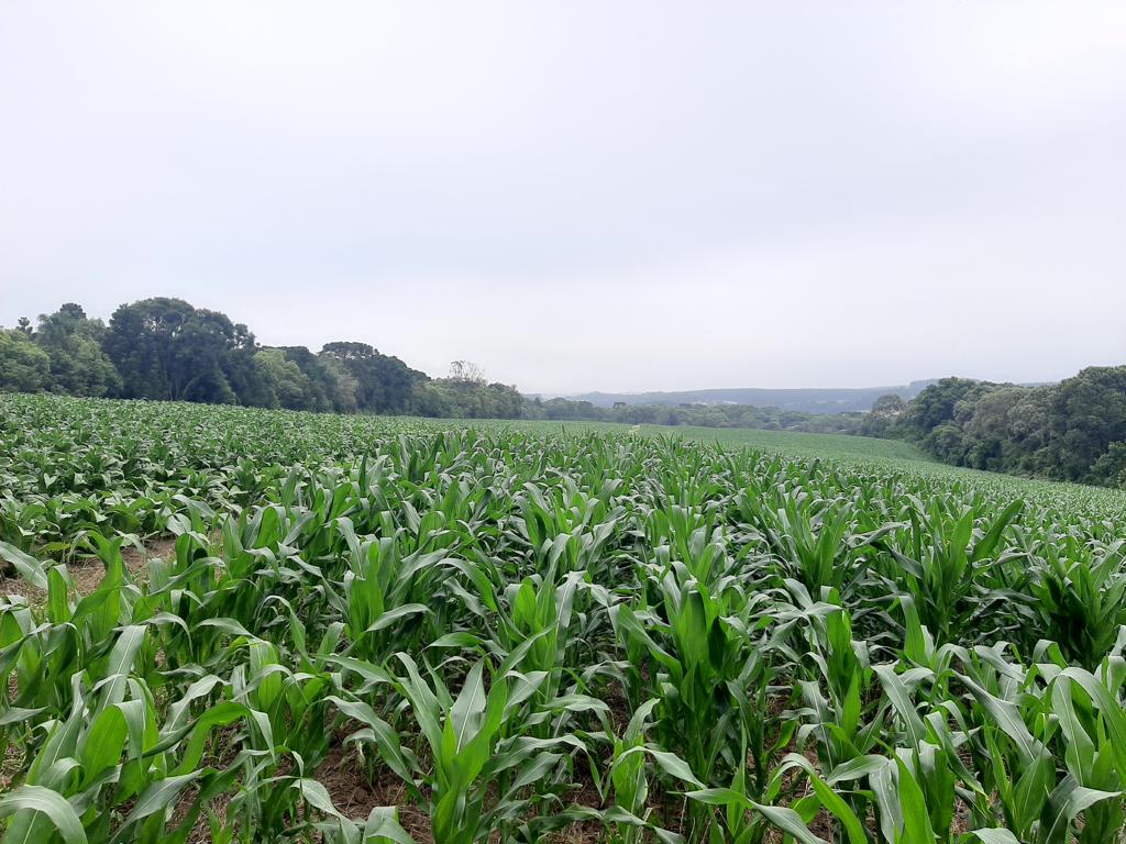 Imagem doTerreno Rural com 17 alqueires, sendo 5 limpos e 2 com possibilidade de abertura legalmente