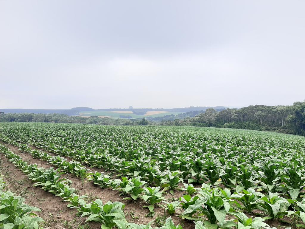 Imagem doTerreno Rural com 17 alqueires, sendo 5 limpos e 2 com possibilidade de abertura legalmente