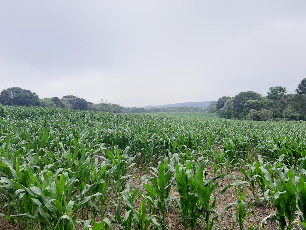 Imagem doTerreno Rural com 17 alqueires, sendo 5 limpos e 2 com possibilidade de abertura legalmente