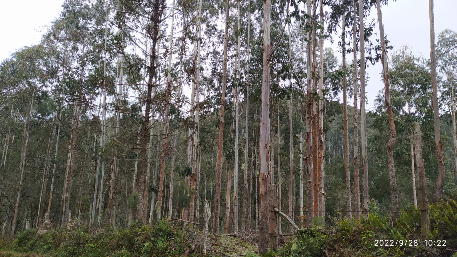 Imagem doTerreno Rural com 17 alqueires - Local denominado Pinheiros - Canoinhas