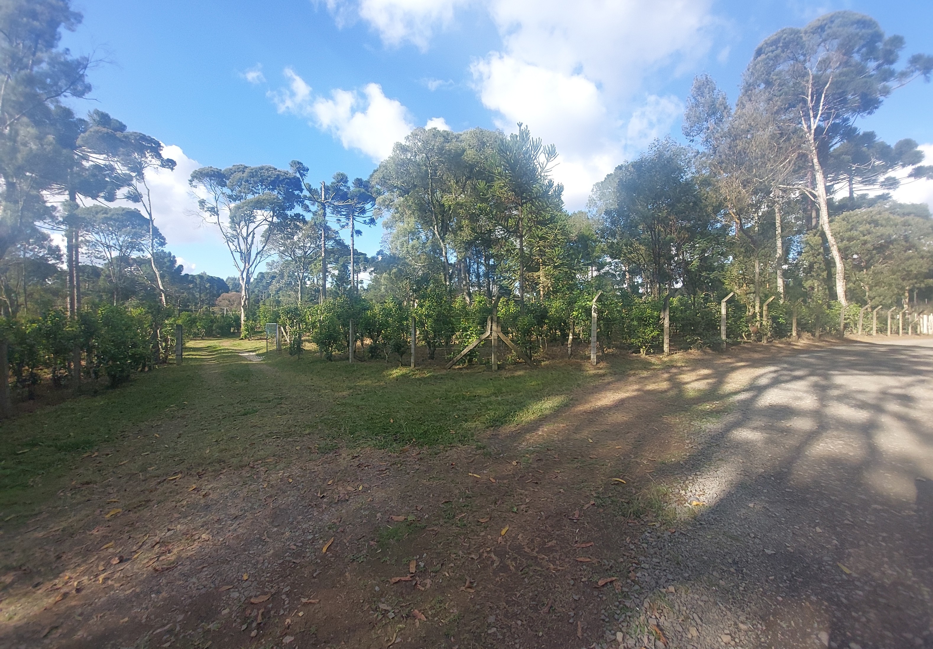 Imagem doárea com 5.000 m2 - com Erva Mate - a 3 km da cidade - no Bairro Piedade