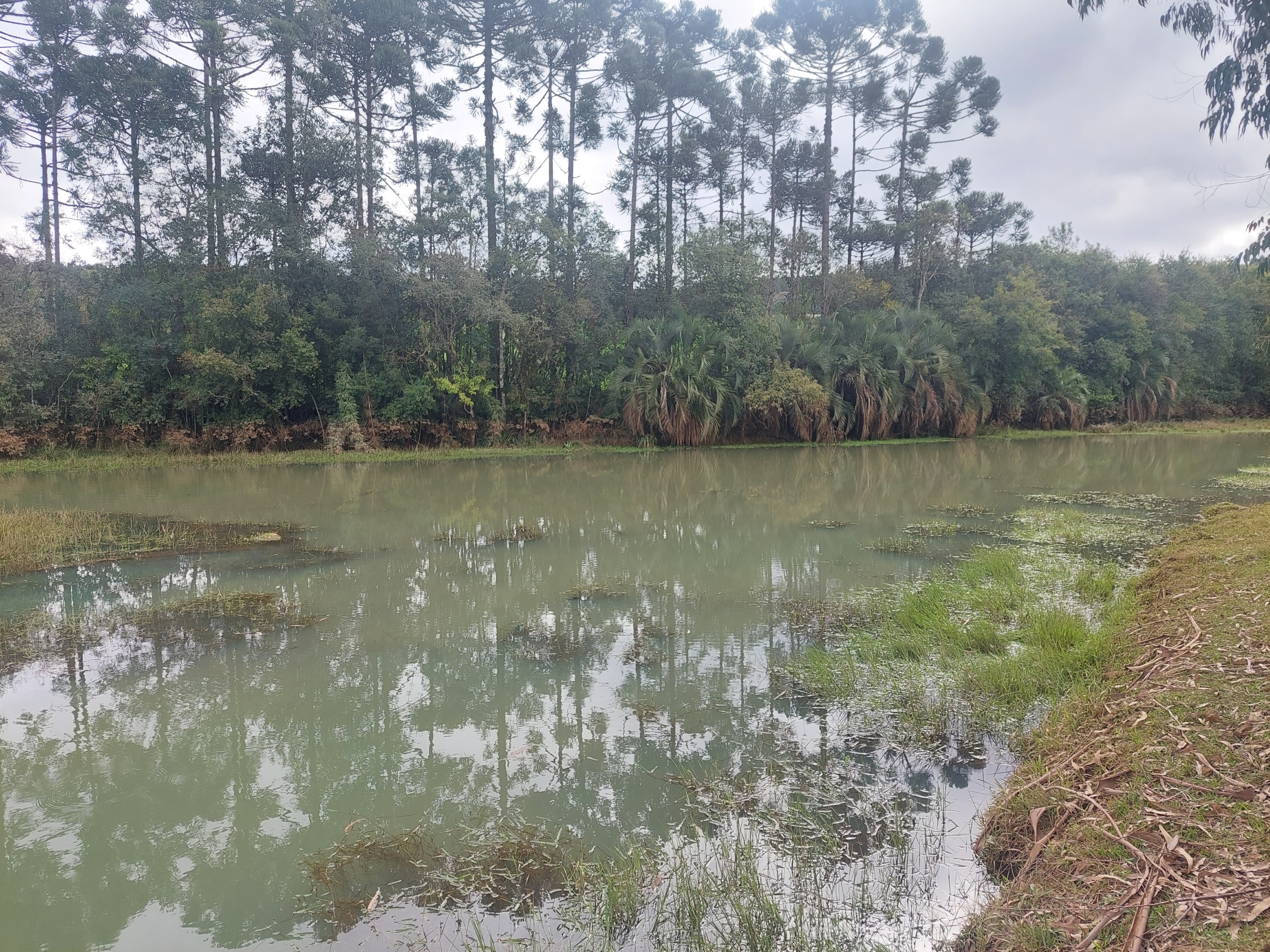 Imagem doSitio na Localidade de Forquilha - com 13.000 m2 e sobradinho misto com 70 m2- Canoinhas