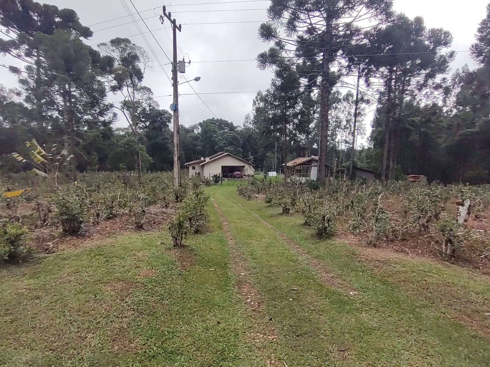 Imagem doSítio na localidade do Alto Piedade, Canoinhas - SC