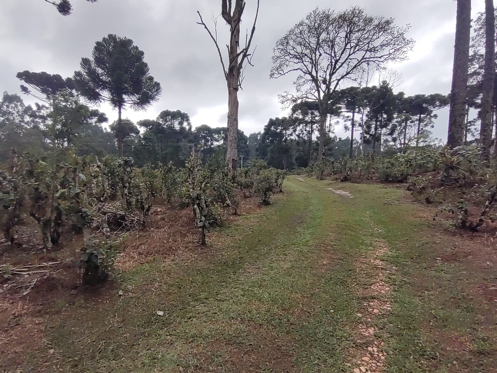 Imagem doSítio na localidade do Alto Piedade, Canoinhas - SC