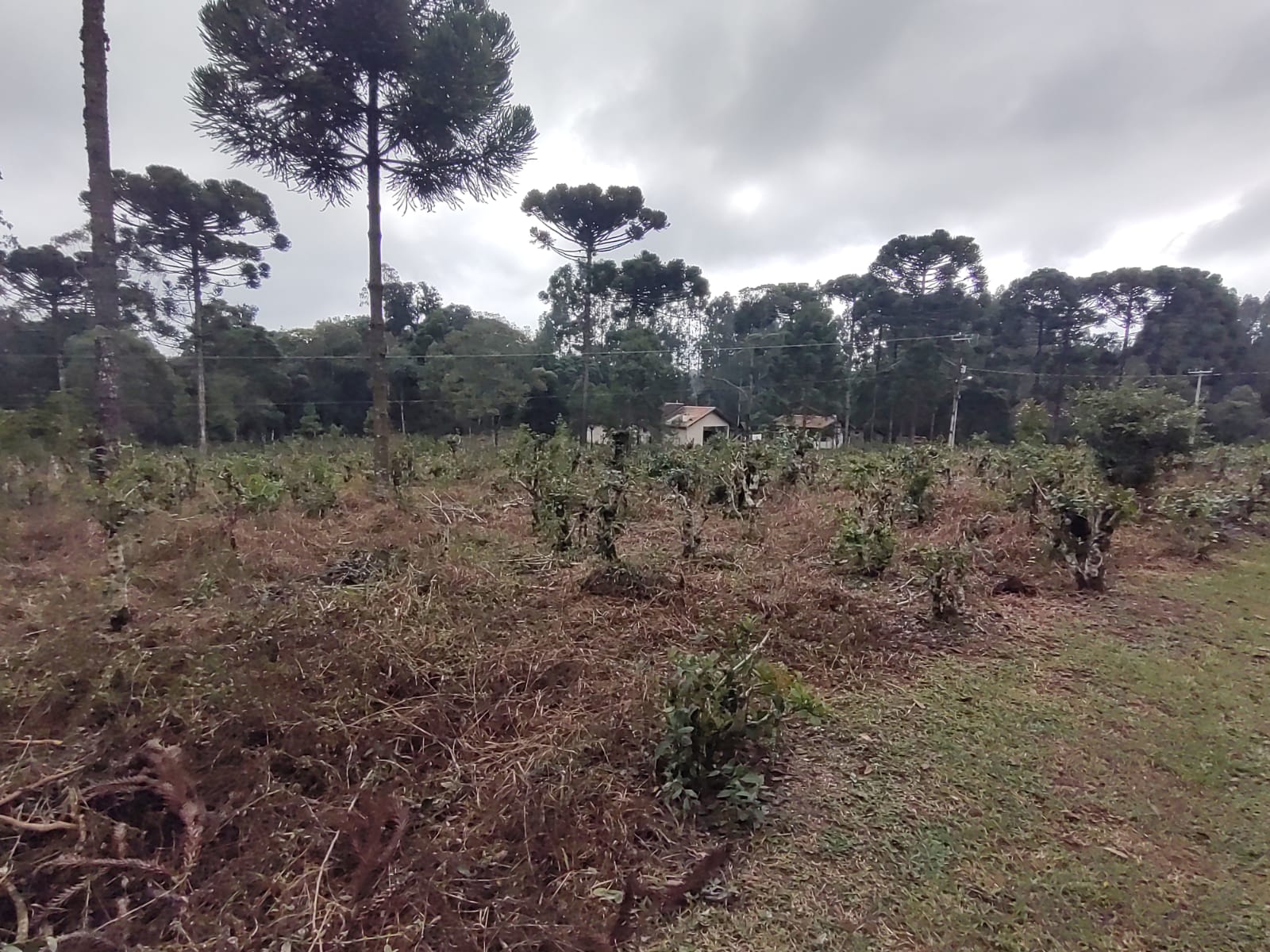 Imagem doSítio na localidade do Alto Piedade, Canoinhas - SC