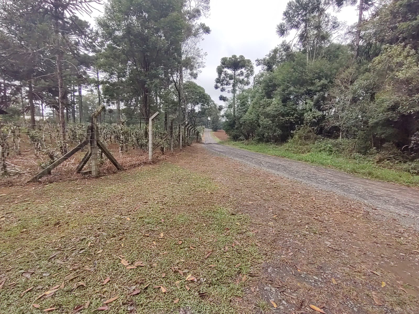 Imagem doSítio na localidade do Alto Piedade, Canoinhas - SC