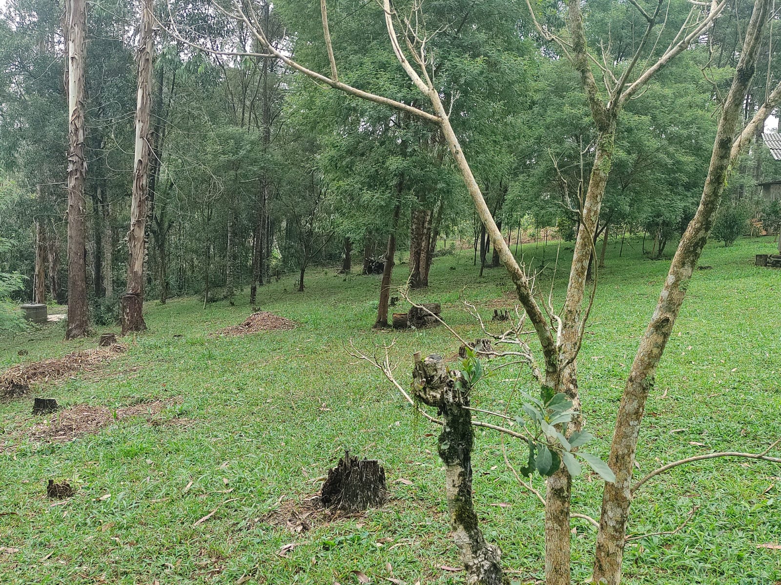 Imagem doSítio na localidade do Alto Piedade, Canoinhas - SC