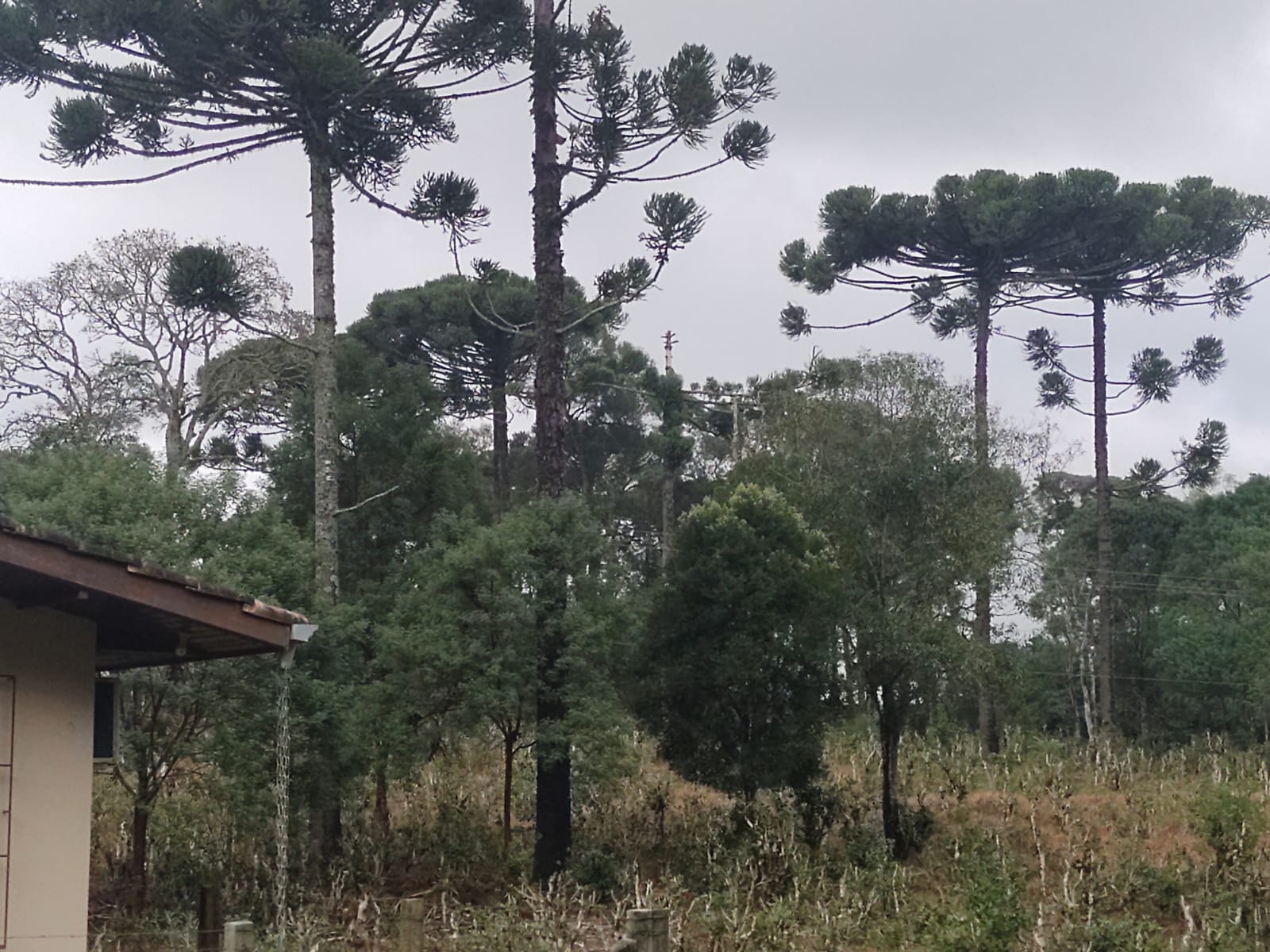 Imagem doSítio na localidade do Alto Piedade, Canoinhas - SC