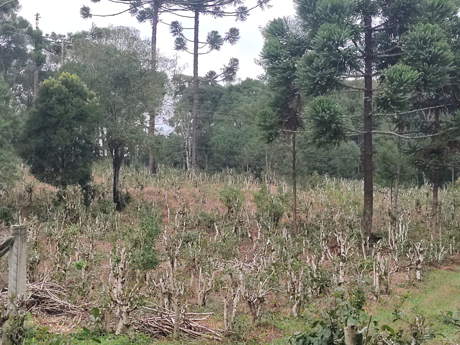 Imagem doSítio na localidade do Alto Piedade, Canoinhas - SC