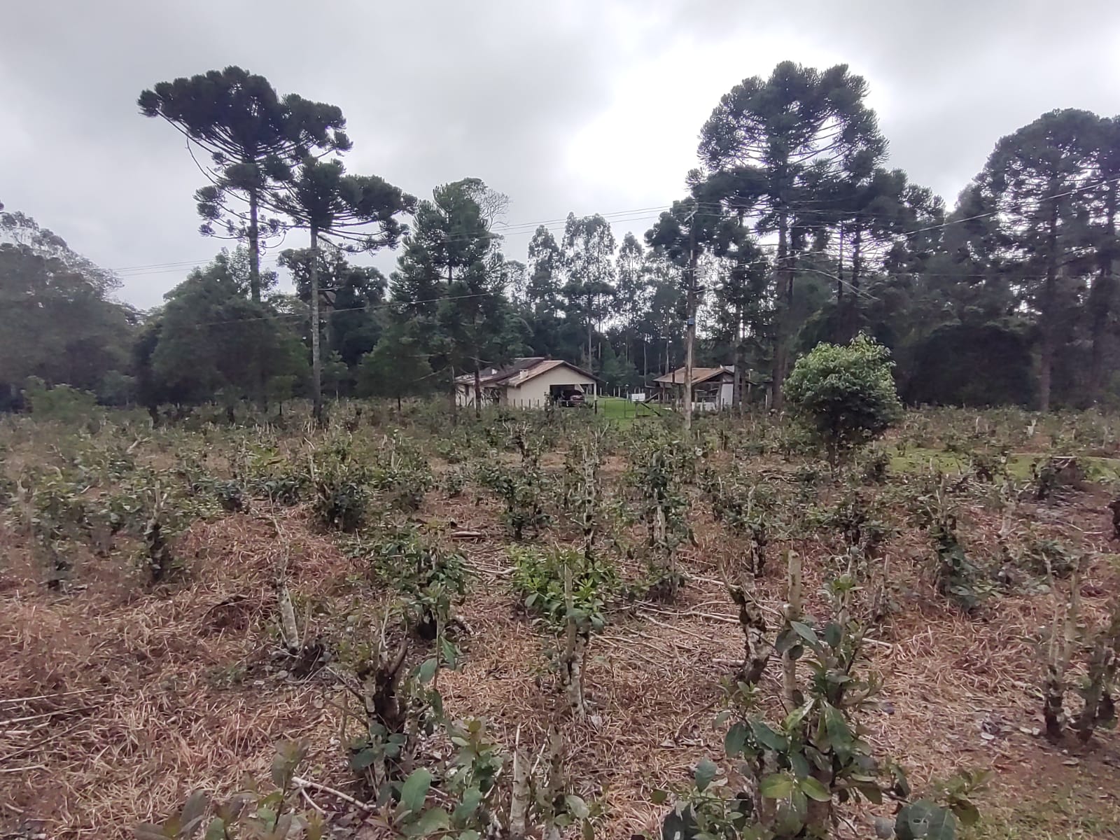 Imagem doSítio na localidade do Alto Piedade, Canoinhas - SC