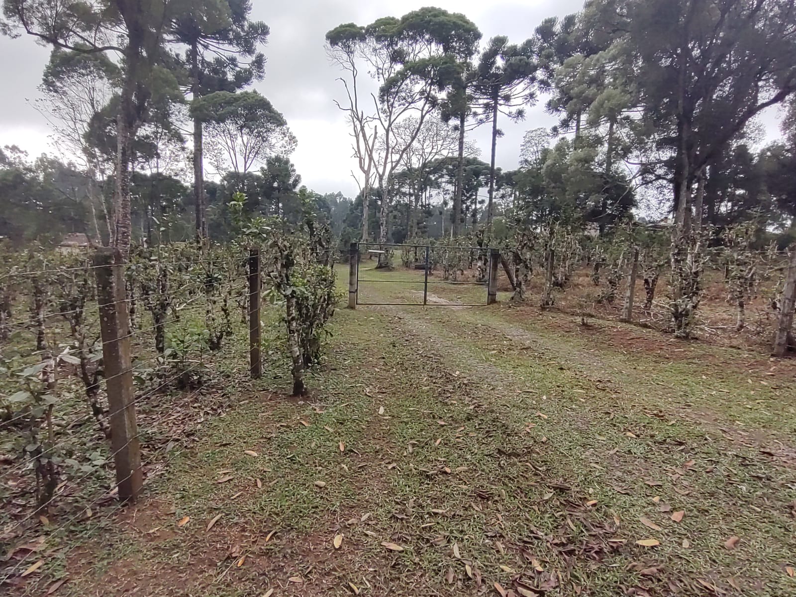 Imagem doSítio na localidade do Alto Piedade, Canoinhas - SC