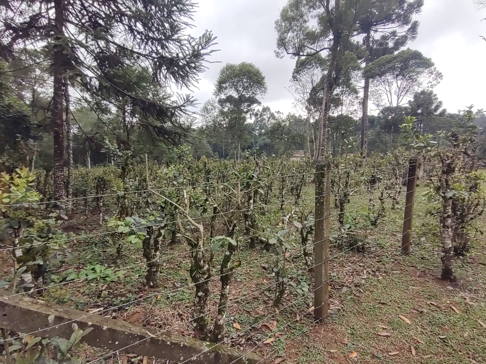 Imagem doSítio na localidade do Alto Piedade, Canoinhas - SC