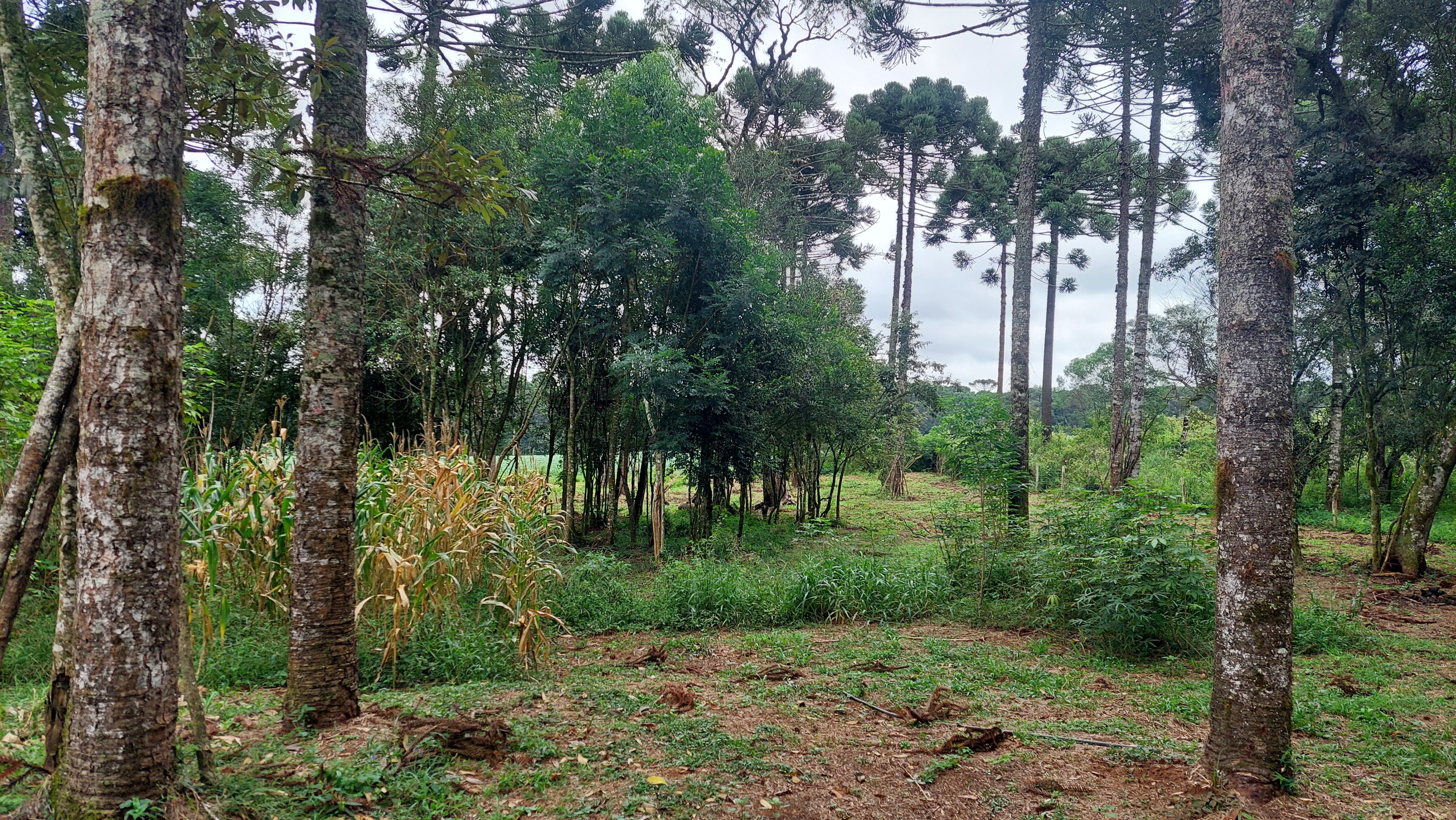 Imagem doSítio com 5.000 m2 casa em Alvenaria Nova com 160 m2 - Divisa - São Mateus do Sul Pr