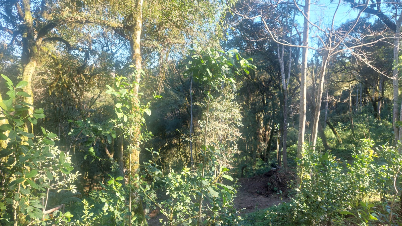 Imagem doChácara na localidade de Gavião (Morro do Faria) - Três Barras - SC