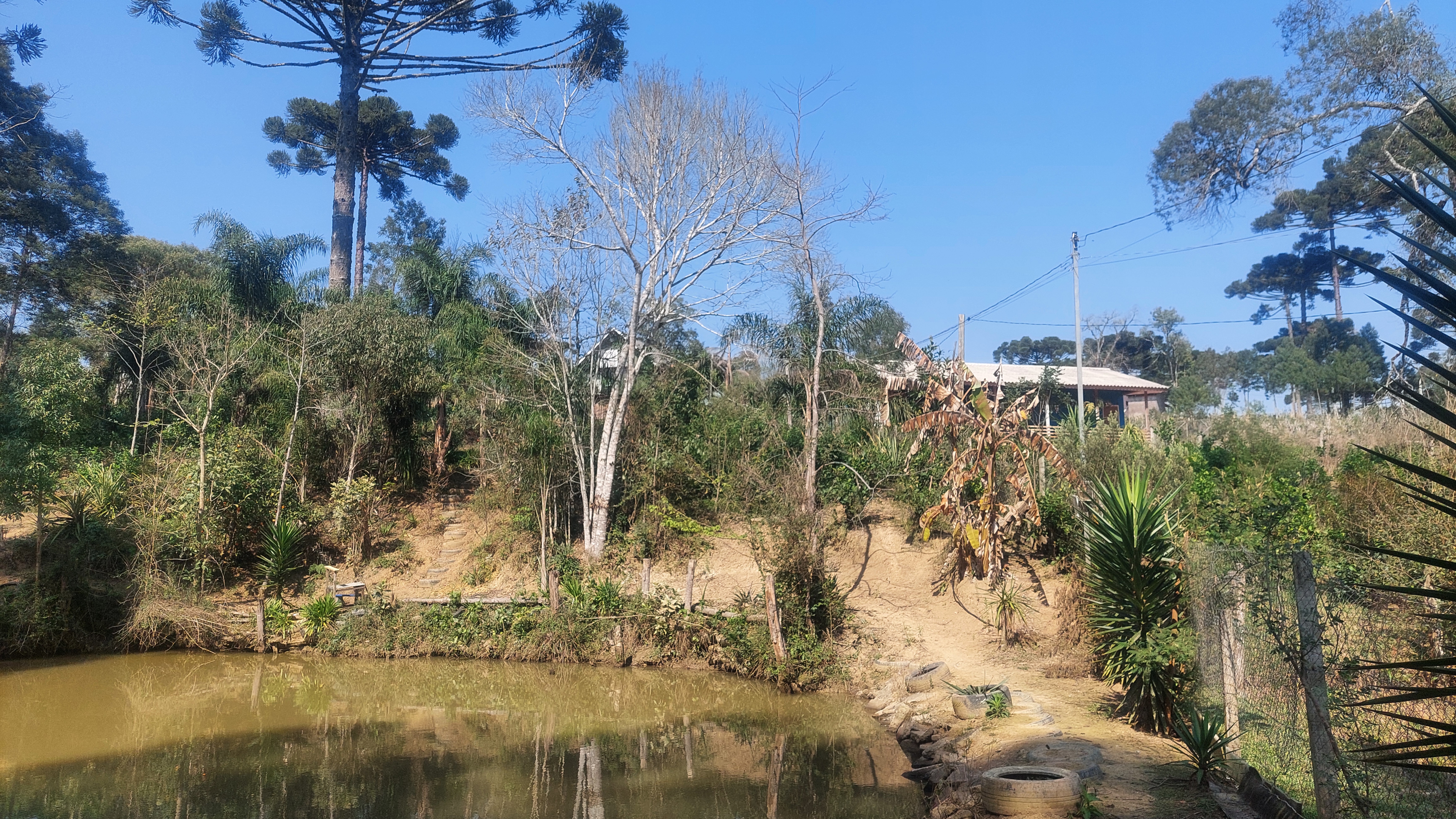 Imagem doTerreno Rural com 3.000 m2 com 2 tanques 500 pés de erva mate - Bairro Alto Piedade Canoinhas SC