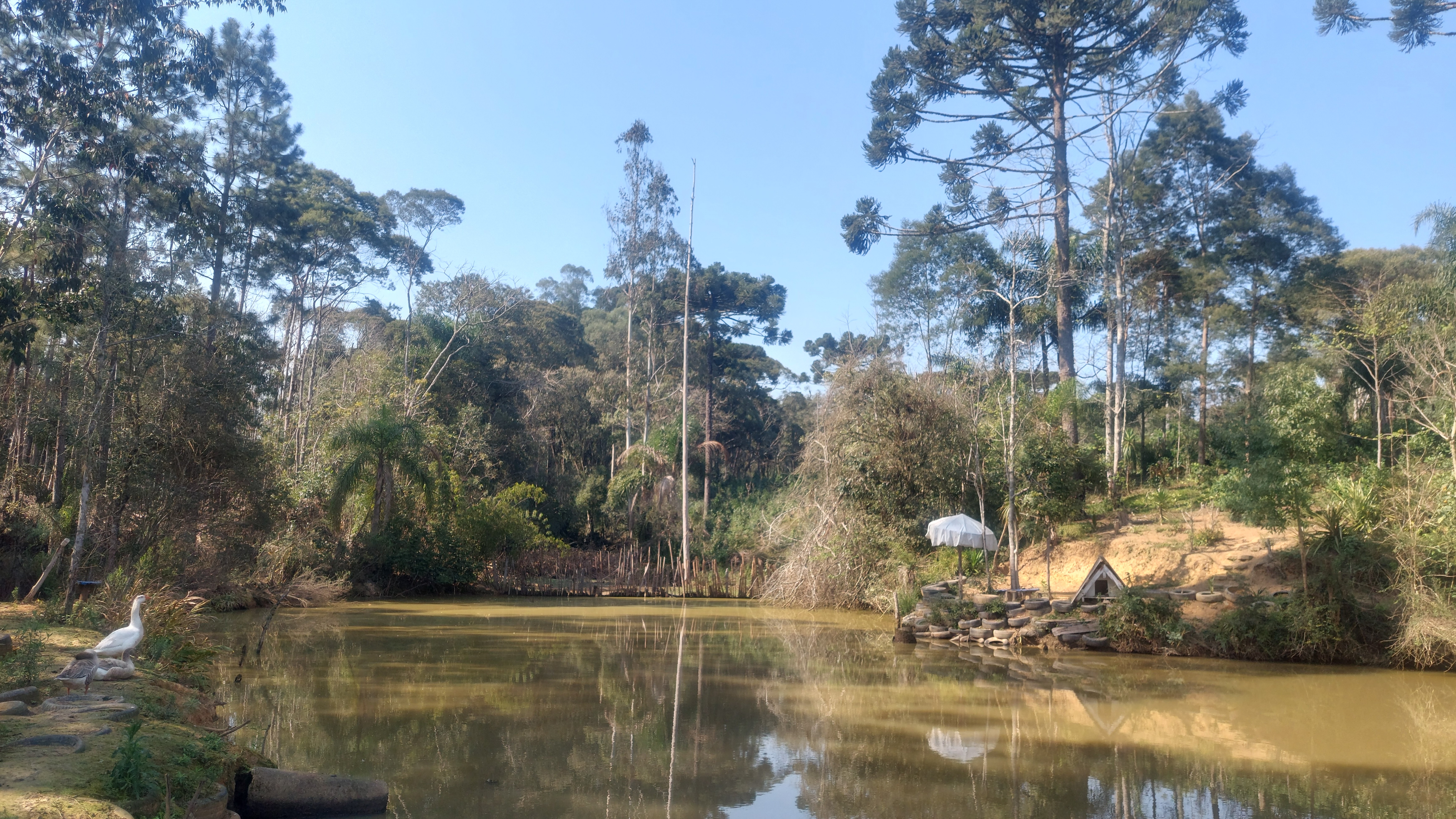 Imagem doTerreno Rural com 3.000 m2 com 2 tanques 500 pés de erva mate - Bairro Alto Piedade Canoinhas SC