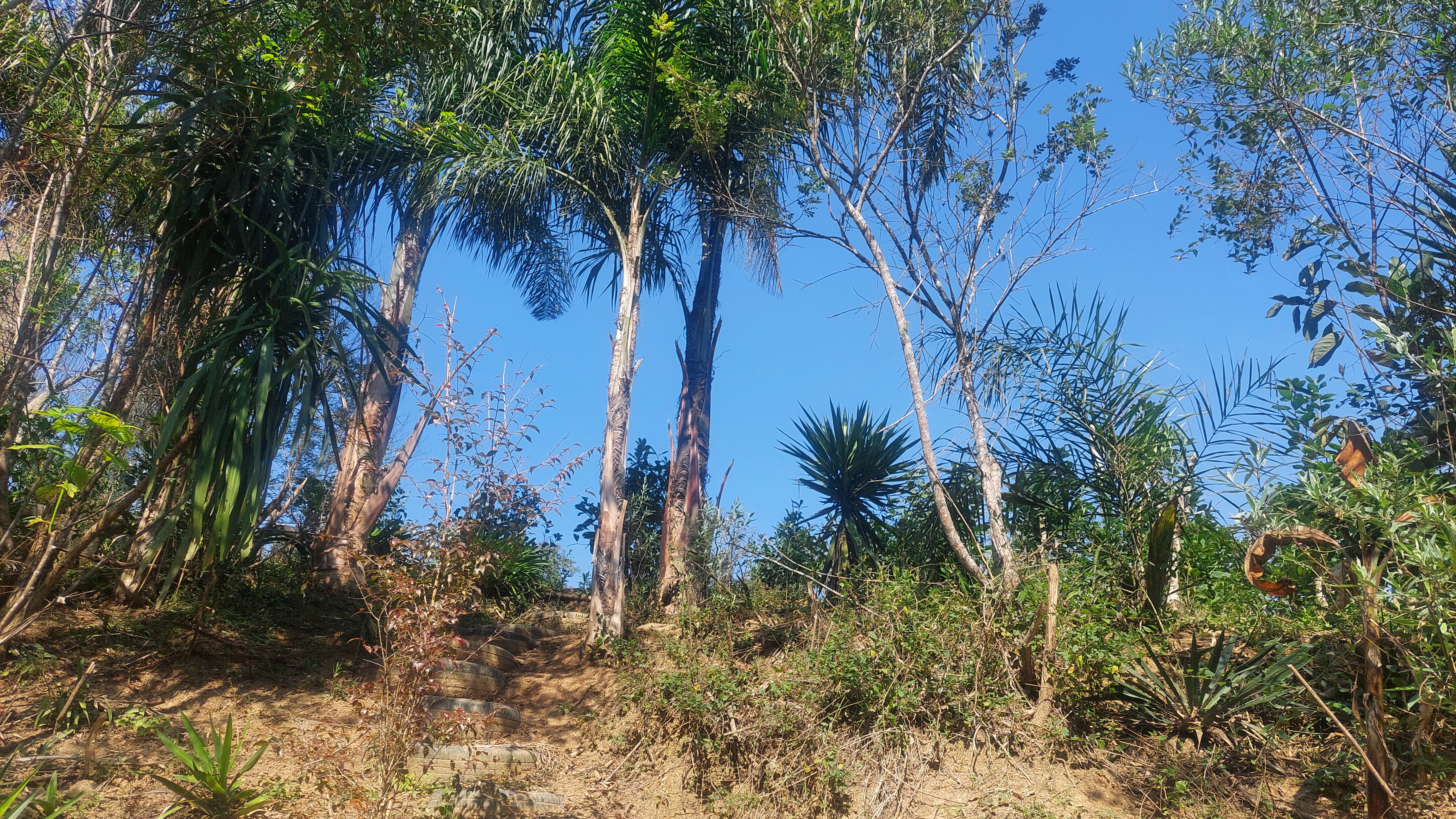 Imagem doTerreno Rural com 3.000 m2 com 2 tanques 500 pés de erva mate - Bairro Alto Piedade Canoinhas SC