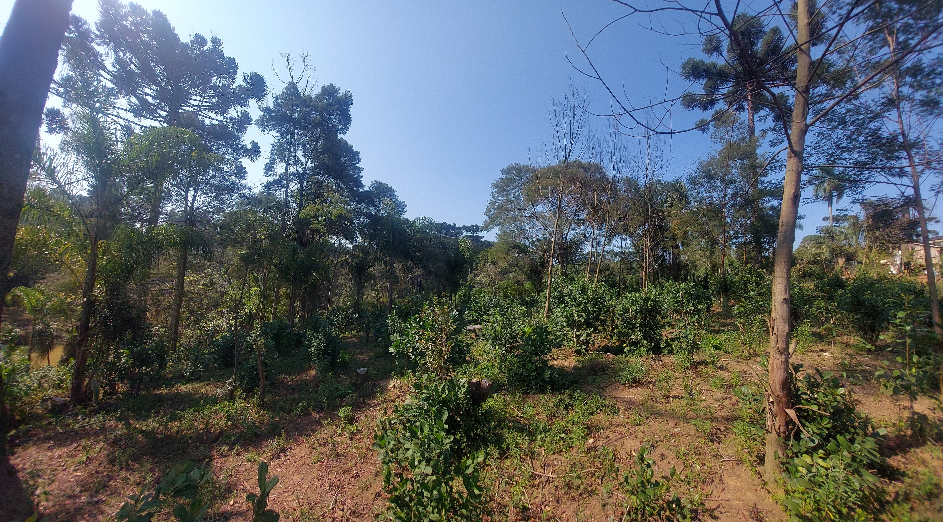 Imagem doChácara com 4.200 m2 Casa (Chalé) misto,  com 130 m2 - 2 tanques 500 pés de Erva Mate - Bairro Piedade