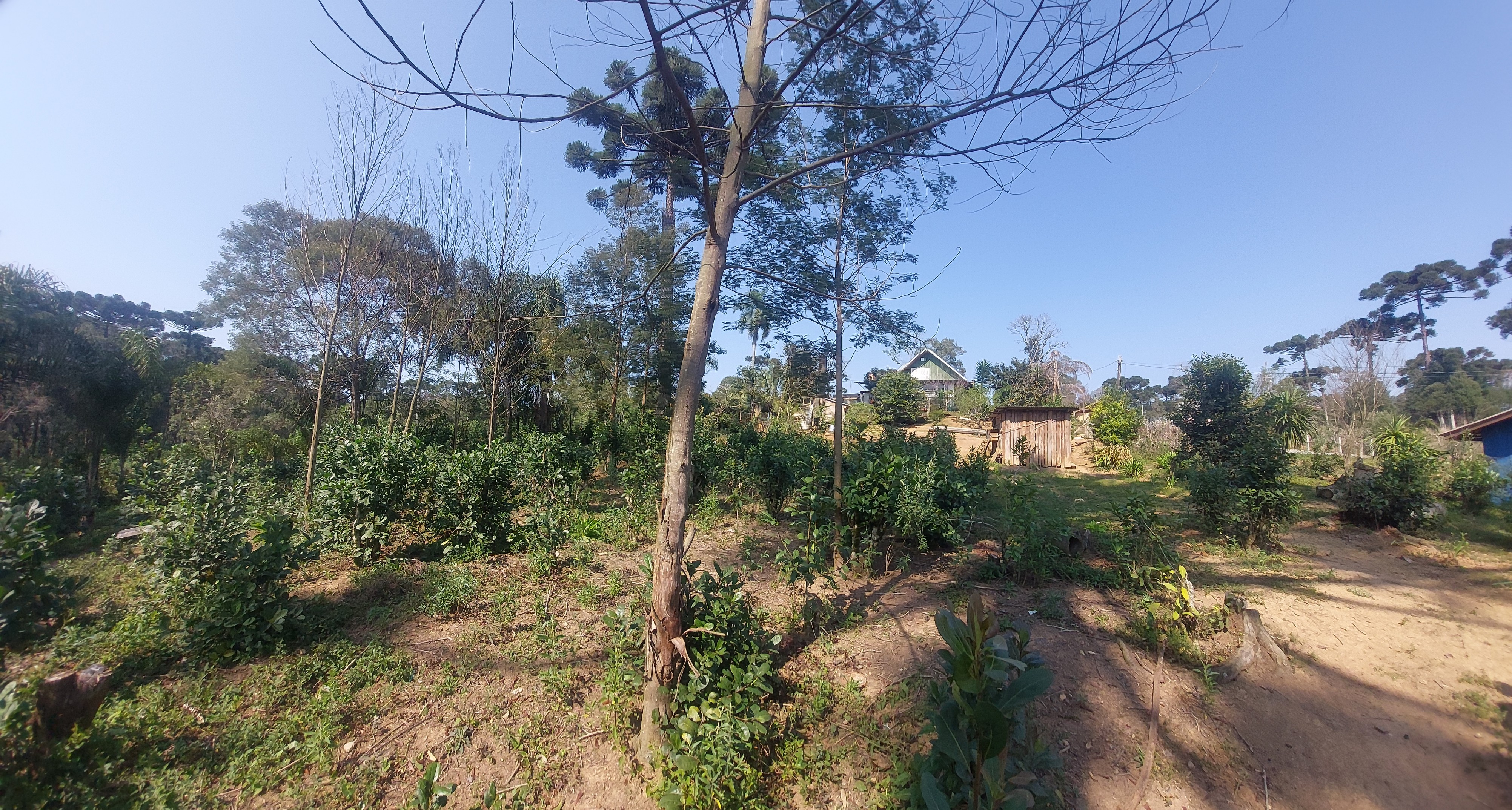 Imagem doChácara com 4.200 m2 Casa (Chalé) misto,  com 130 m2 - 2 tanques 500 pés de Erva Mate - Bairro Piedade