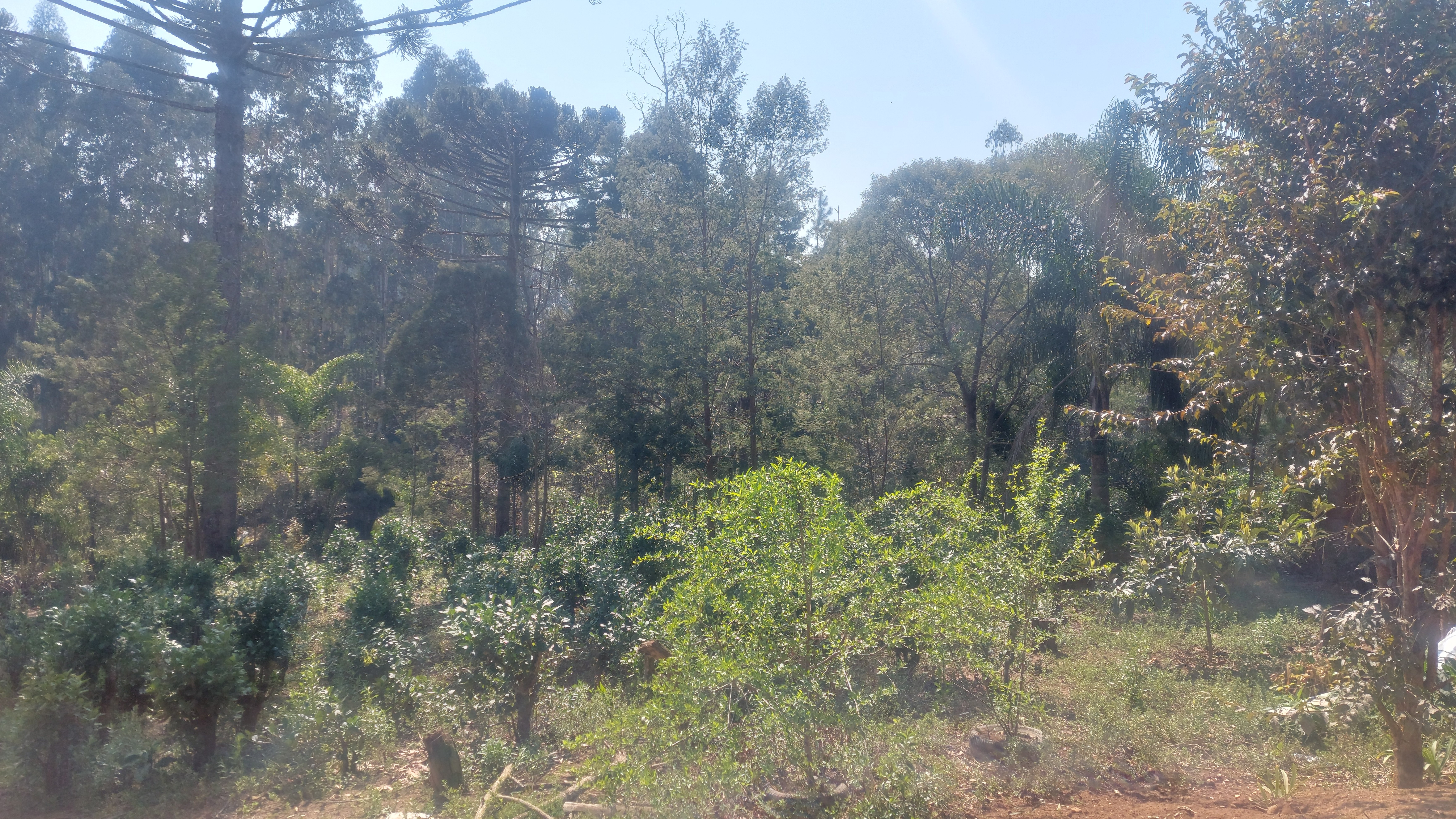 Imagem doChácara com 4.200 m2 Casa (Chalé) misto,  com 130 m2 - 2 tanques 500 pés de Erva Mate - Bairro Piedade