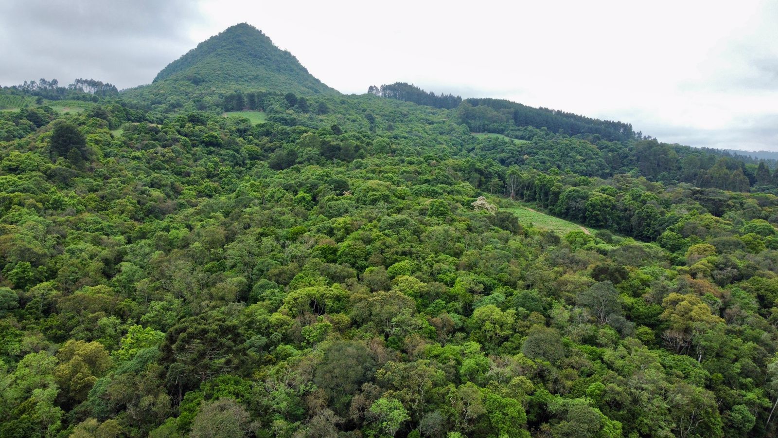 Imagem doTerreno Rural com 36.3 hectares na  localidade de BARRA MANSA  - Canoinhas SC