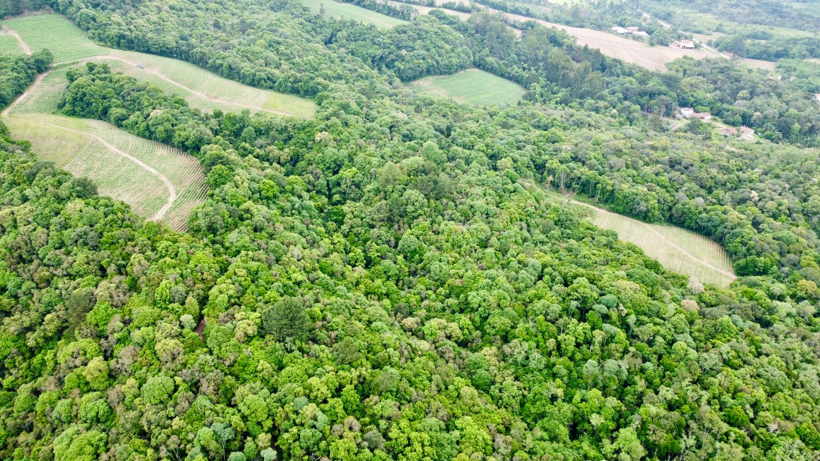 Imagem doTerreno Rural com 36.3 hectares na  localidade de BARRA MANSA  - Canoinhas SC