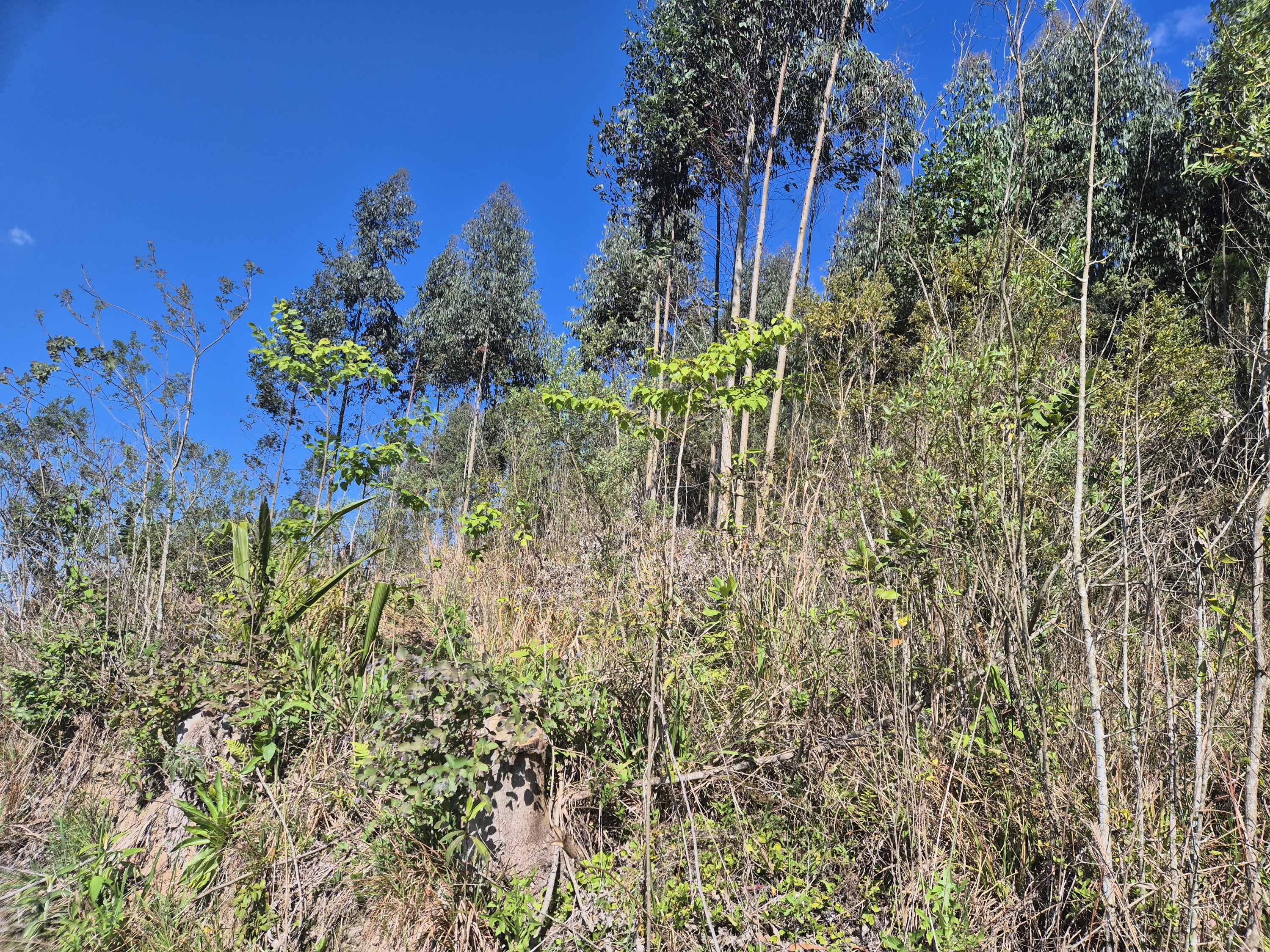 Imagem do A VENDA - TERRENO RURAL COM 62.683,95 M2 - LOCALIDADE D PEDRA BRANCA